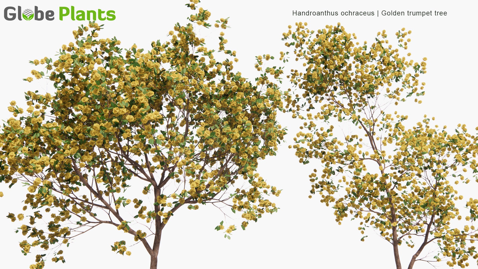 Low Poly Handroanthus Ochraceus - Golden Trumpet Tree (3D Model)
