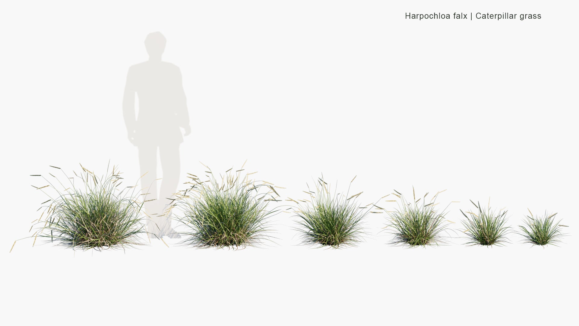 Low Poly Harpochloa Falx - Caterpillar Grass (3D Model)