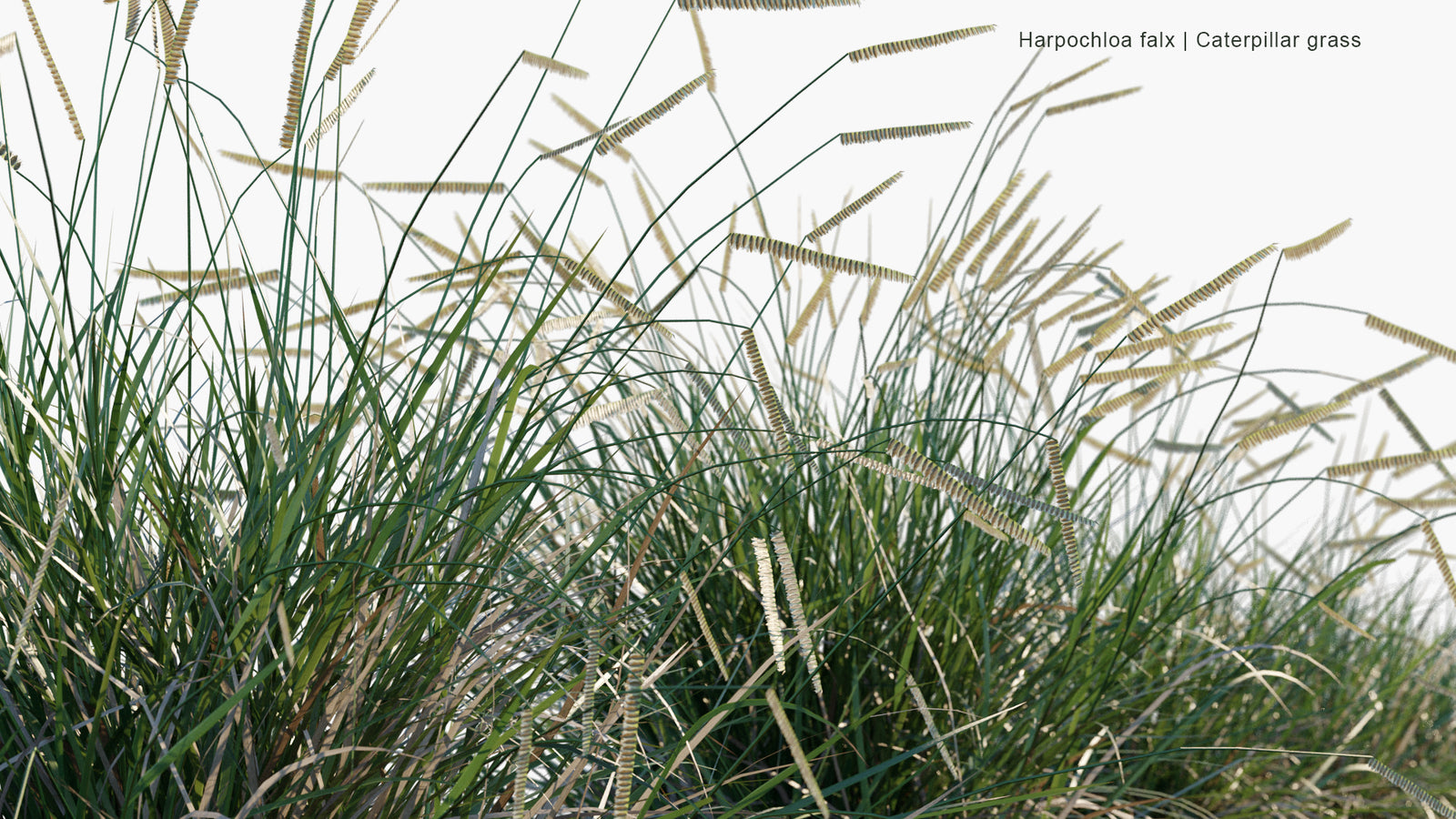 Low Poly Harpochloa Falx (Caterpillar Grass) 3D Model Globeplants