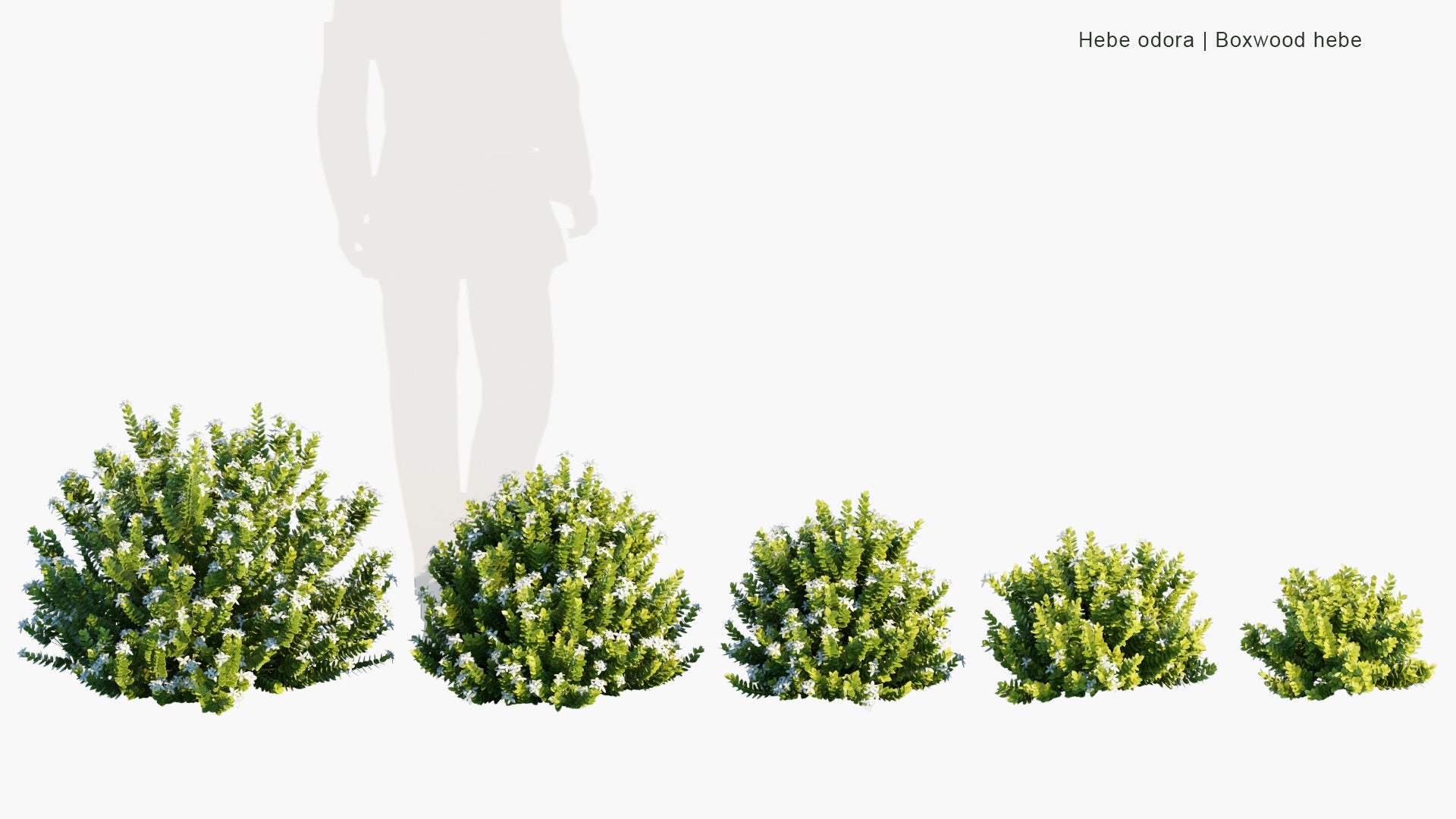 Low Poly Hebe Odora - Boxwood Hebe, Mountain-Box (3D Model)