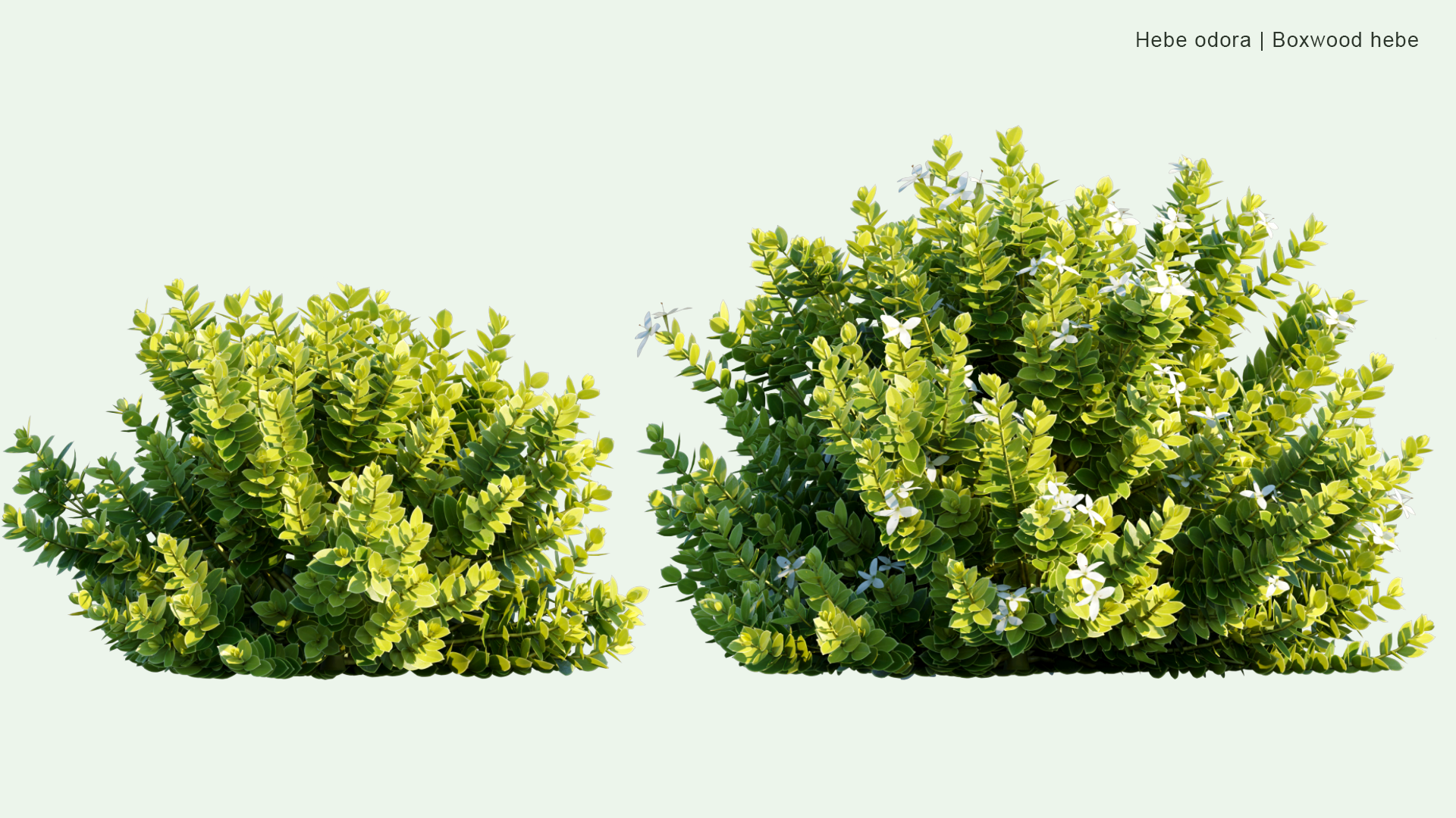 2D Hebe Odora - Boxwood Hebe, Mountain-box