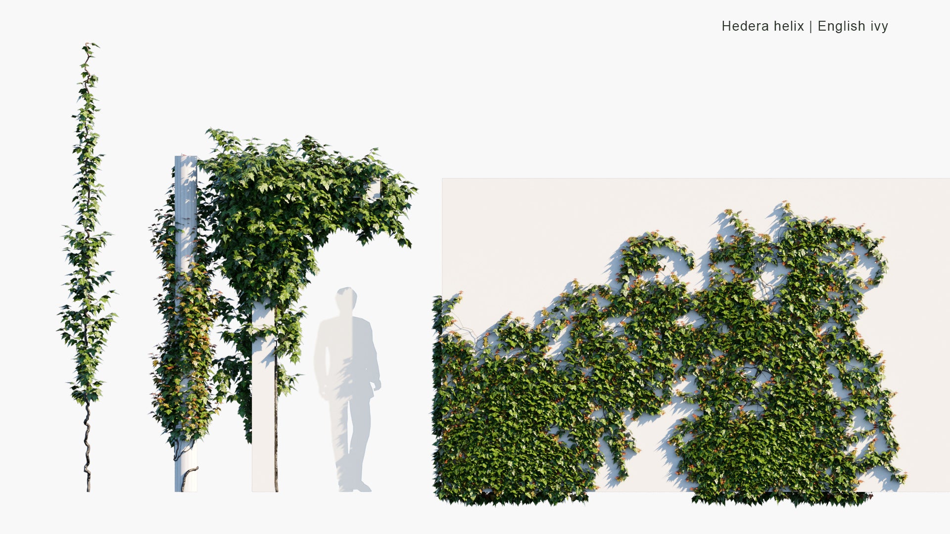 Low Poly Hedera Helix - English Ivy (3D Model)