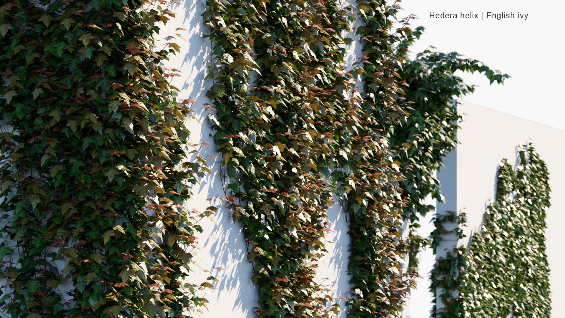 Low Poly Hedera Helix - English Ivy (3D Model)