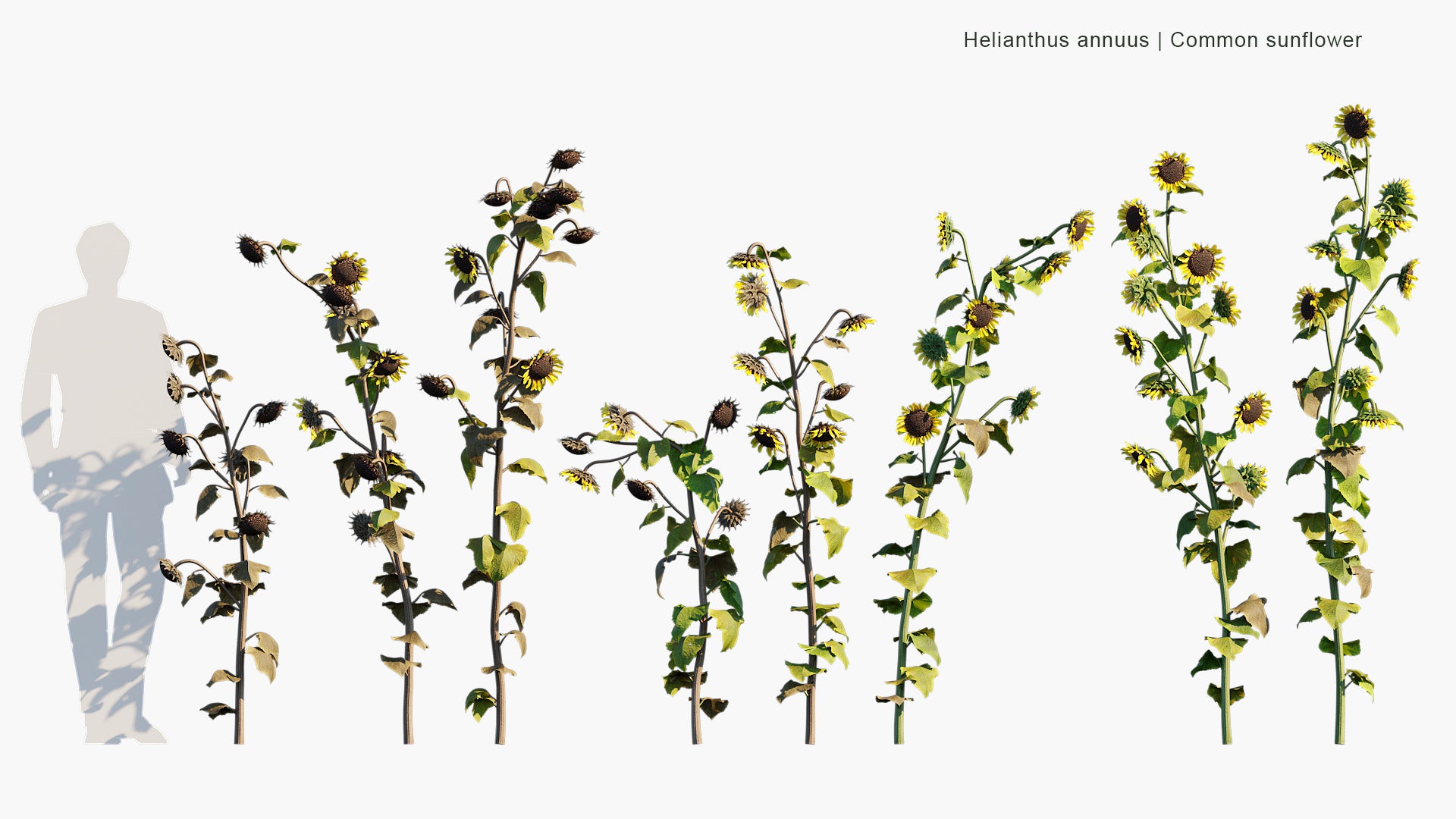 Helianthus Annuus - Common Sunflower