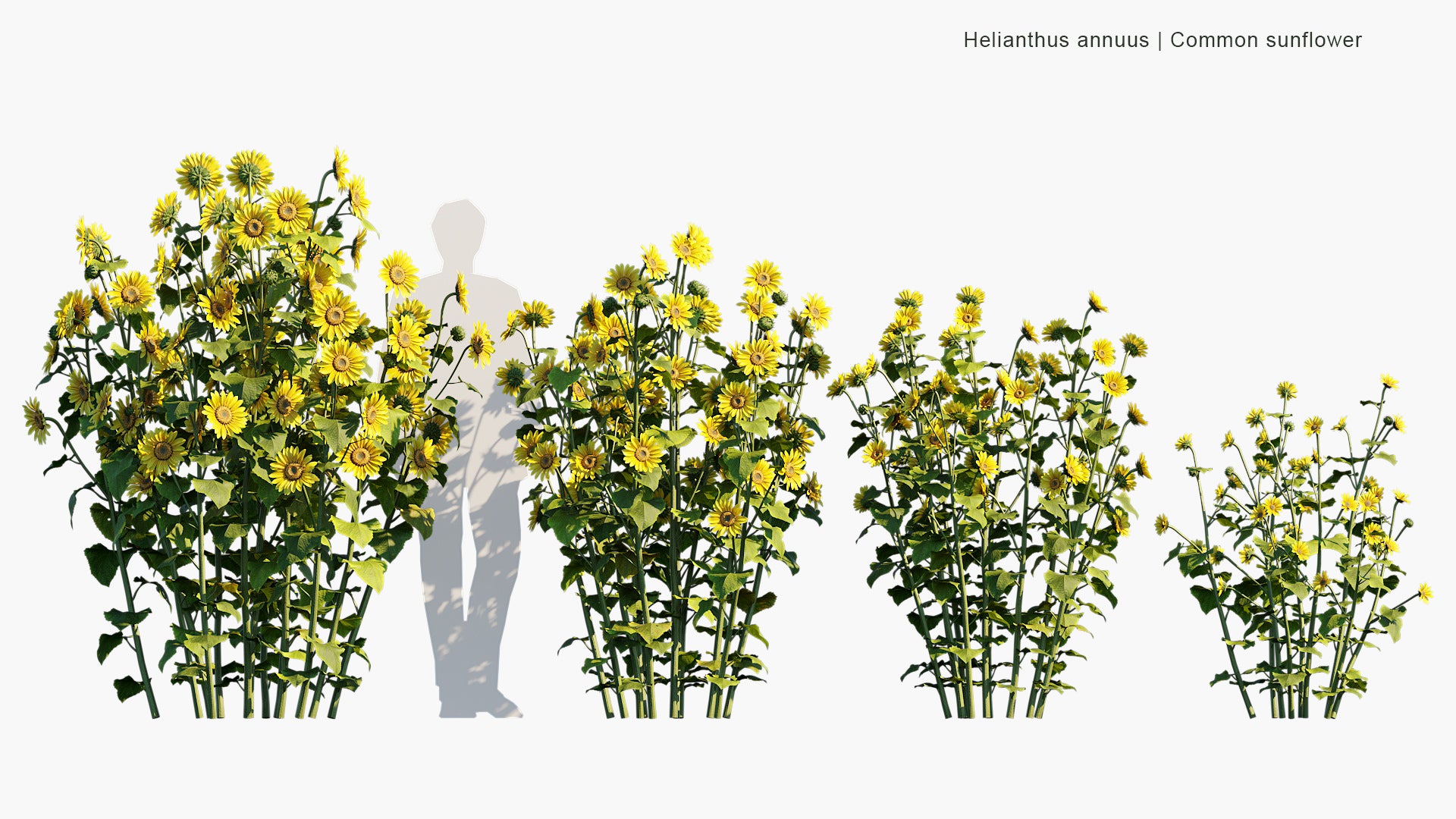 Helianthus Annuus - Common Sunflower