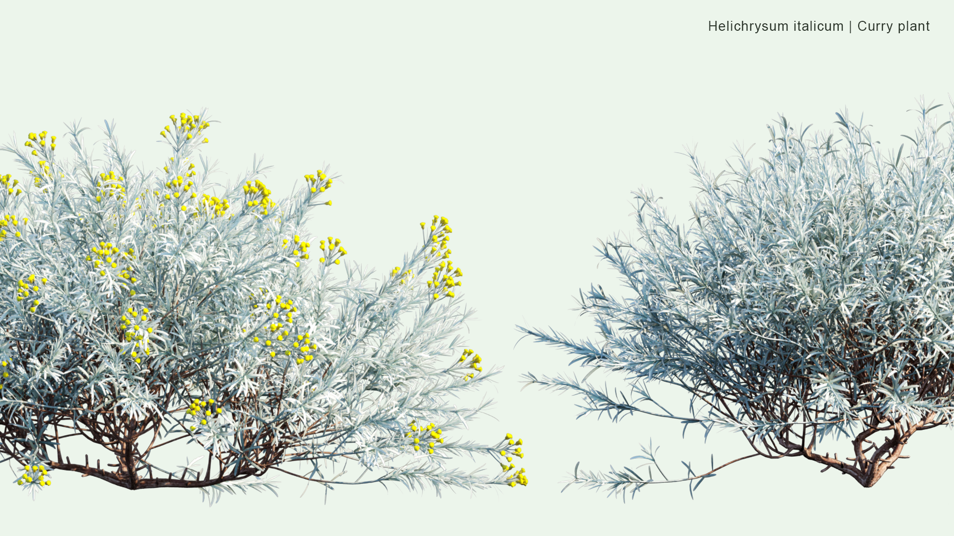 2D Helichrysum Italicum - Curry Plant