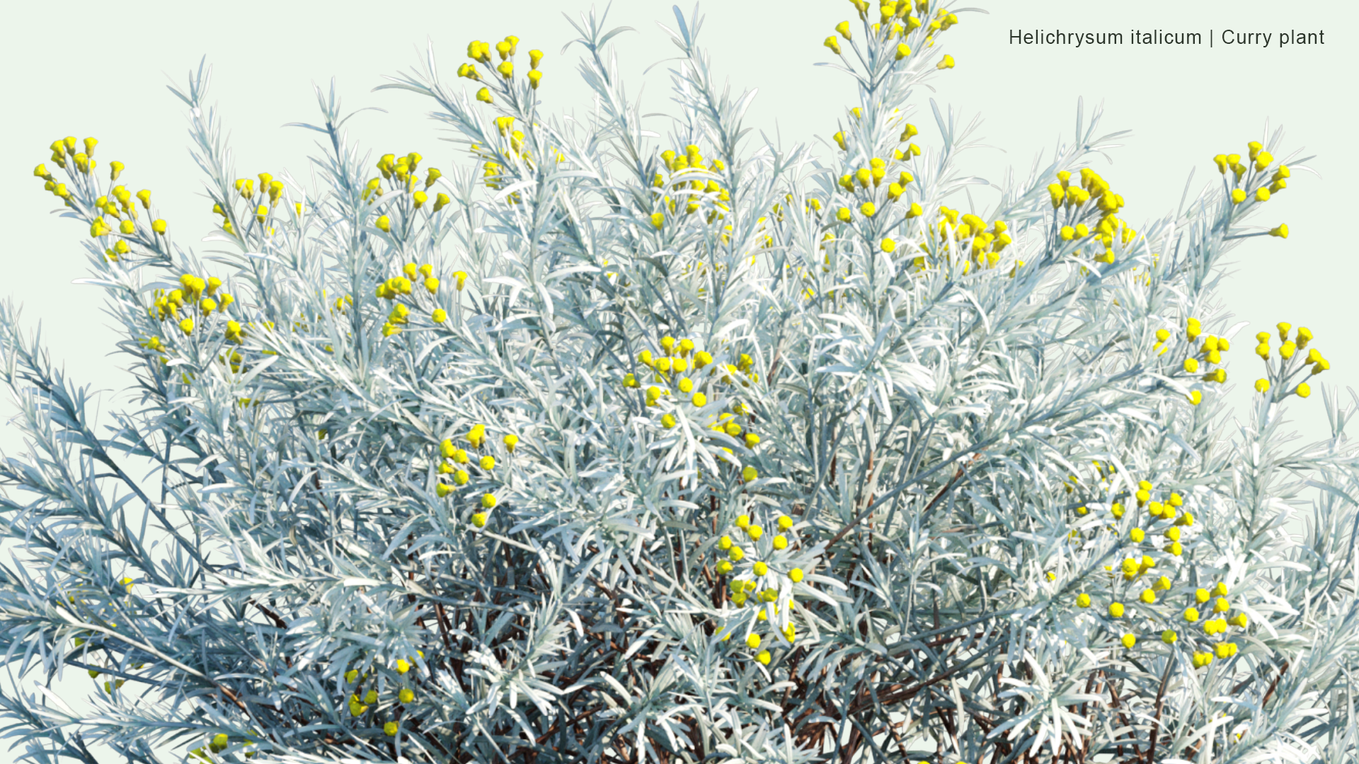 2D Helichrysum Italicum - Curry Plant