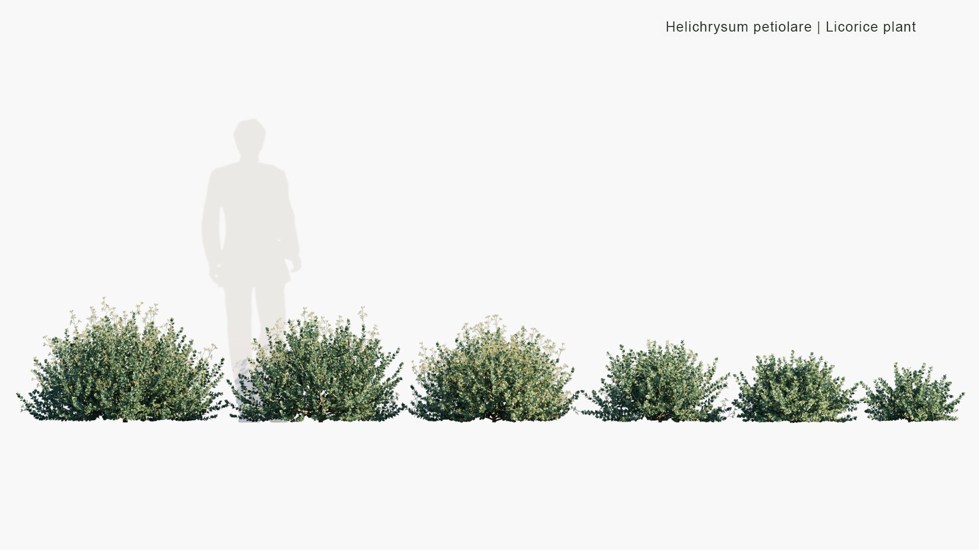 Low Poly Helichrysum Petiolare - Liquorice Plant, Silver-bush Everlastingflower, Trailing Dusty Miller, Kooigoed (3D Model)
