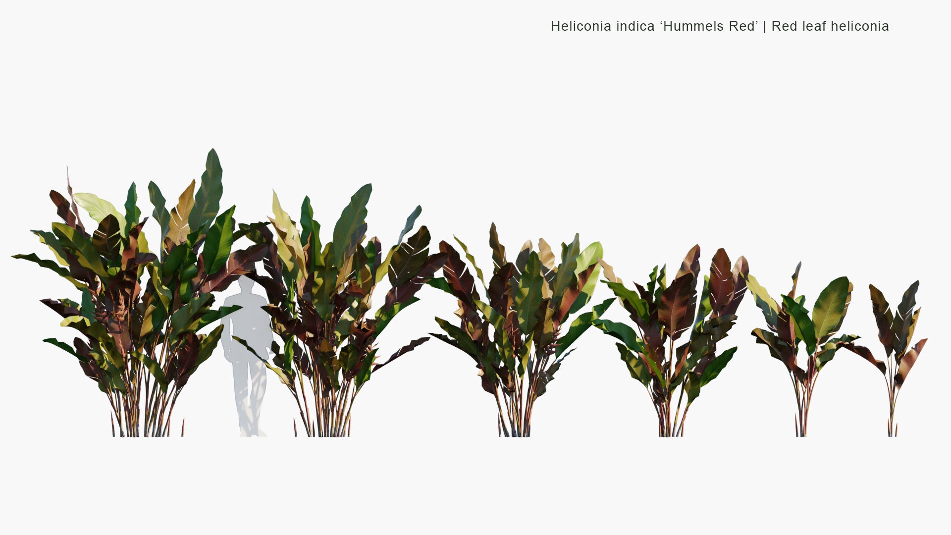 Low Poly Heliconia Indica 'Hummels Red' - Red Leaf Heliconia (3D Model)