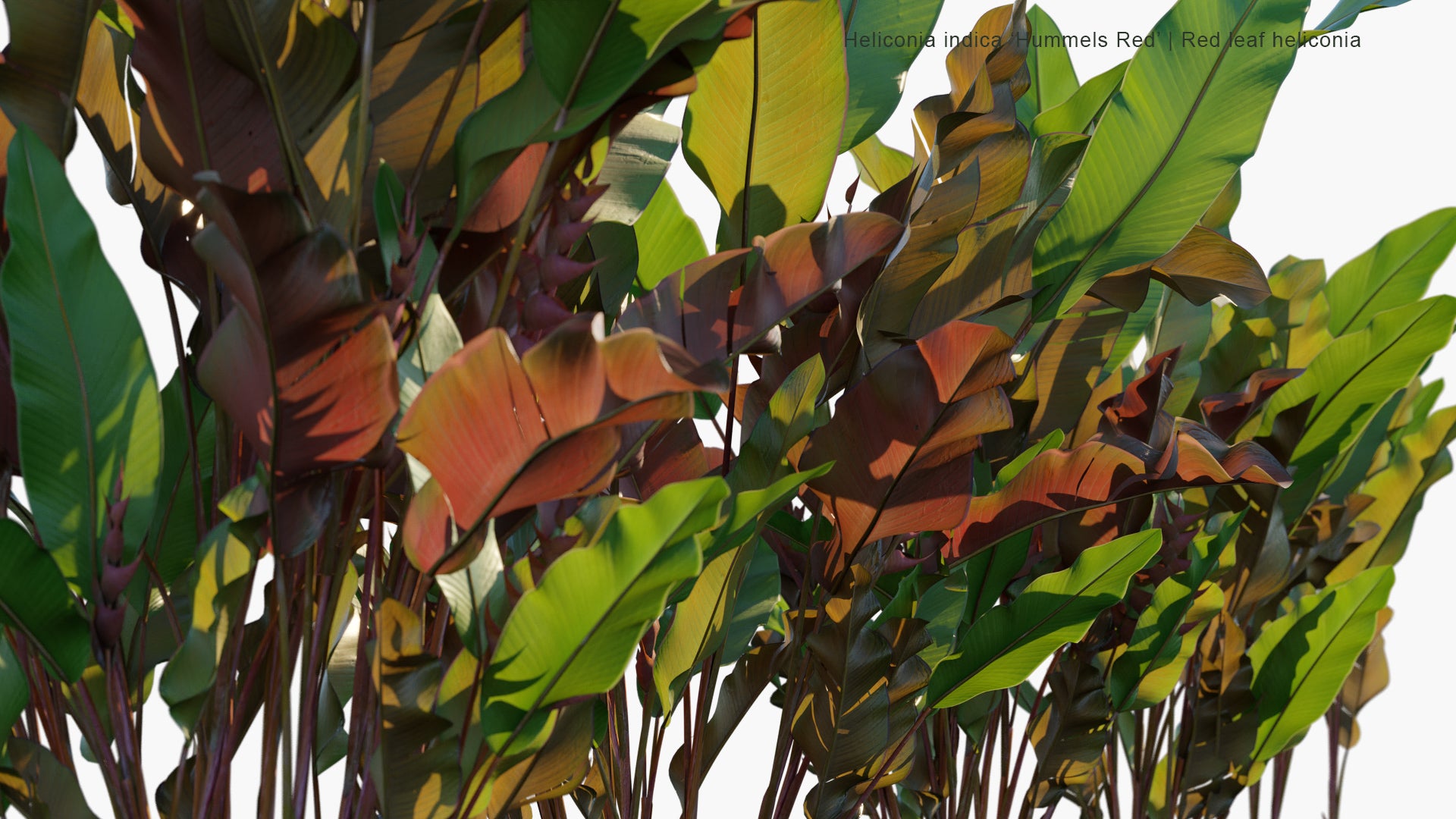 Heliconia Indica 'Hummels Red' - Red Leaf Heliconia (3D Model)