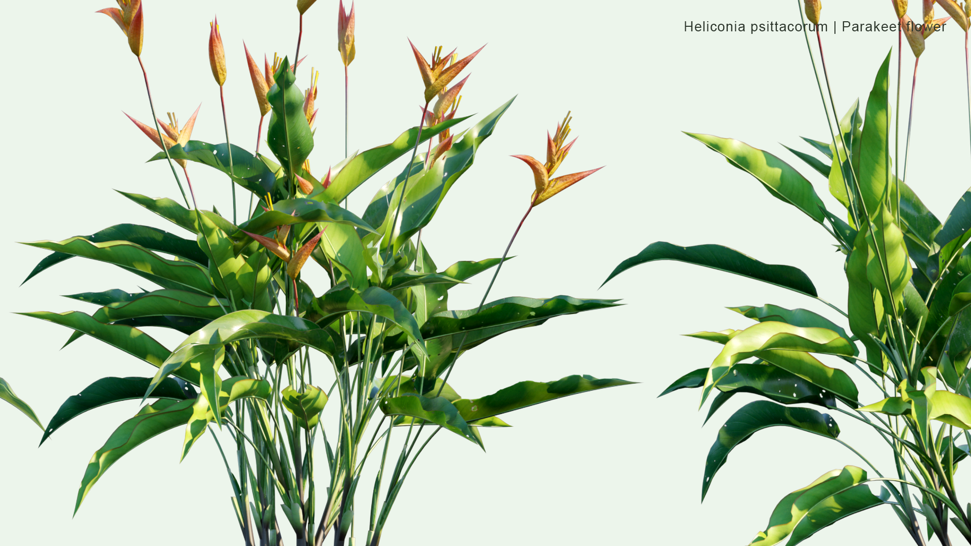 2D Heliconia Psittacorum - Parakeet Flower