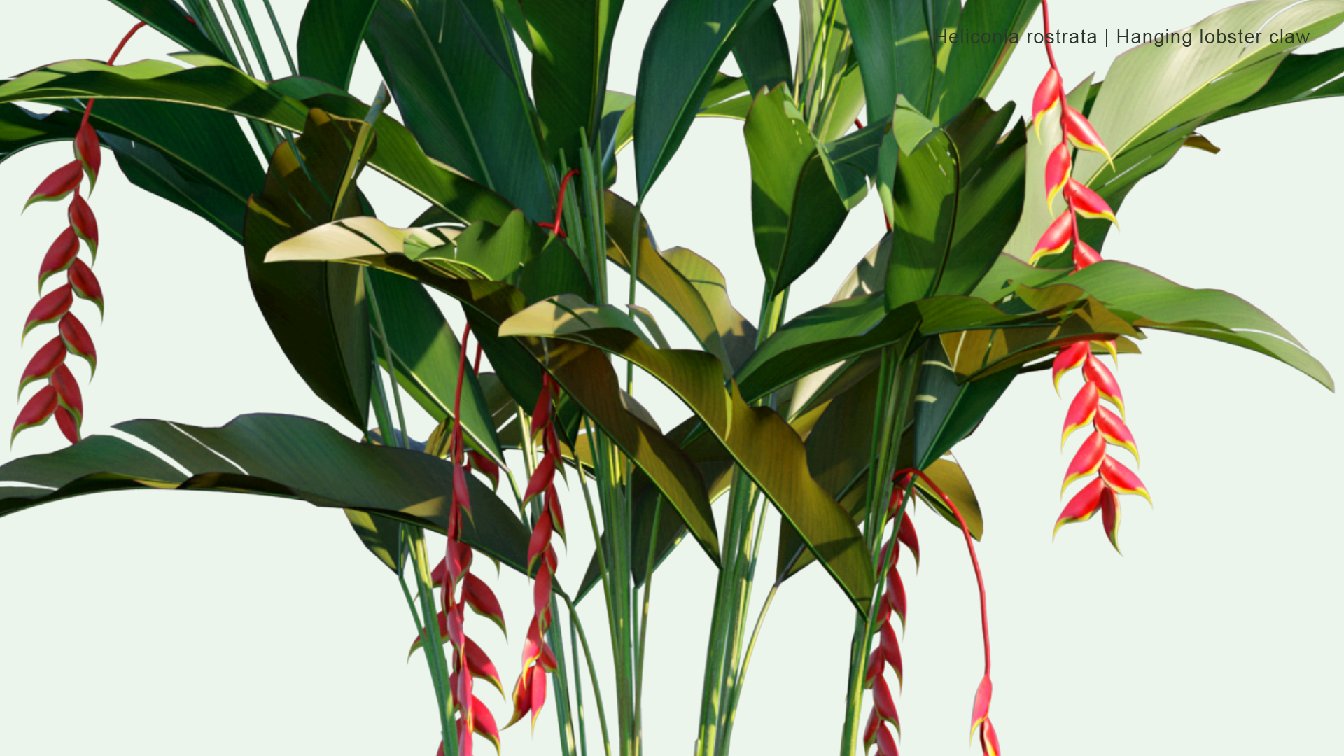 2D Heliconia Rostrata - Hanging Lobster Claw