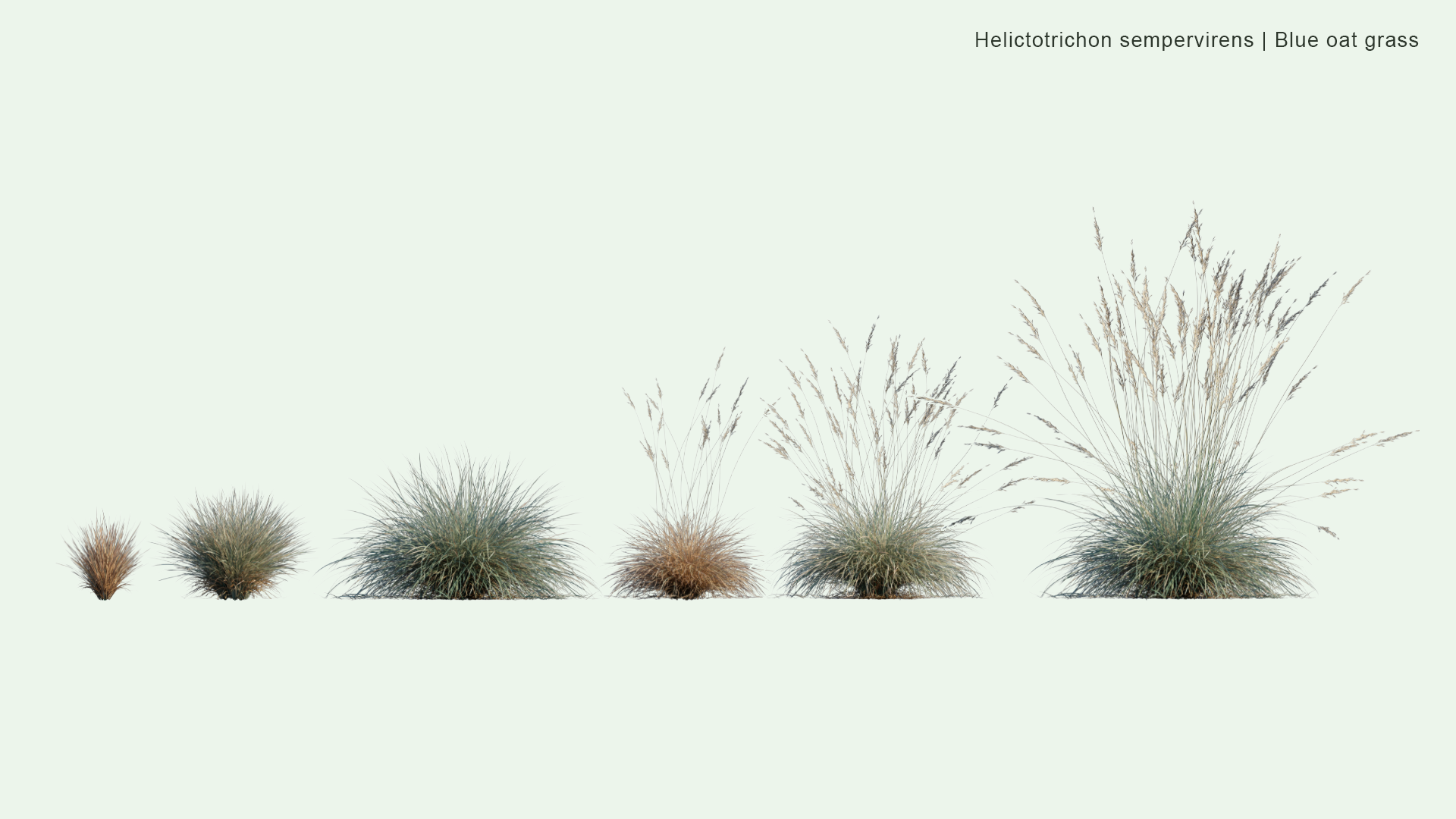 2D Helictotrichon Sempervirens - Blue Oat Grass