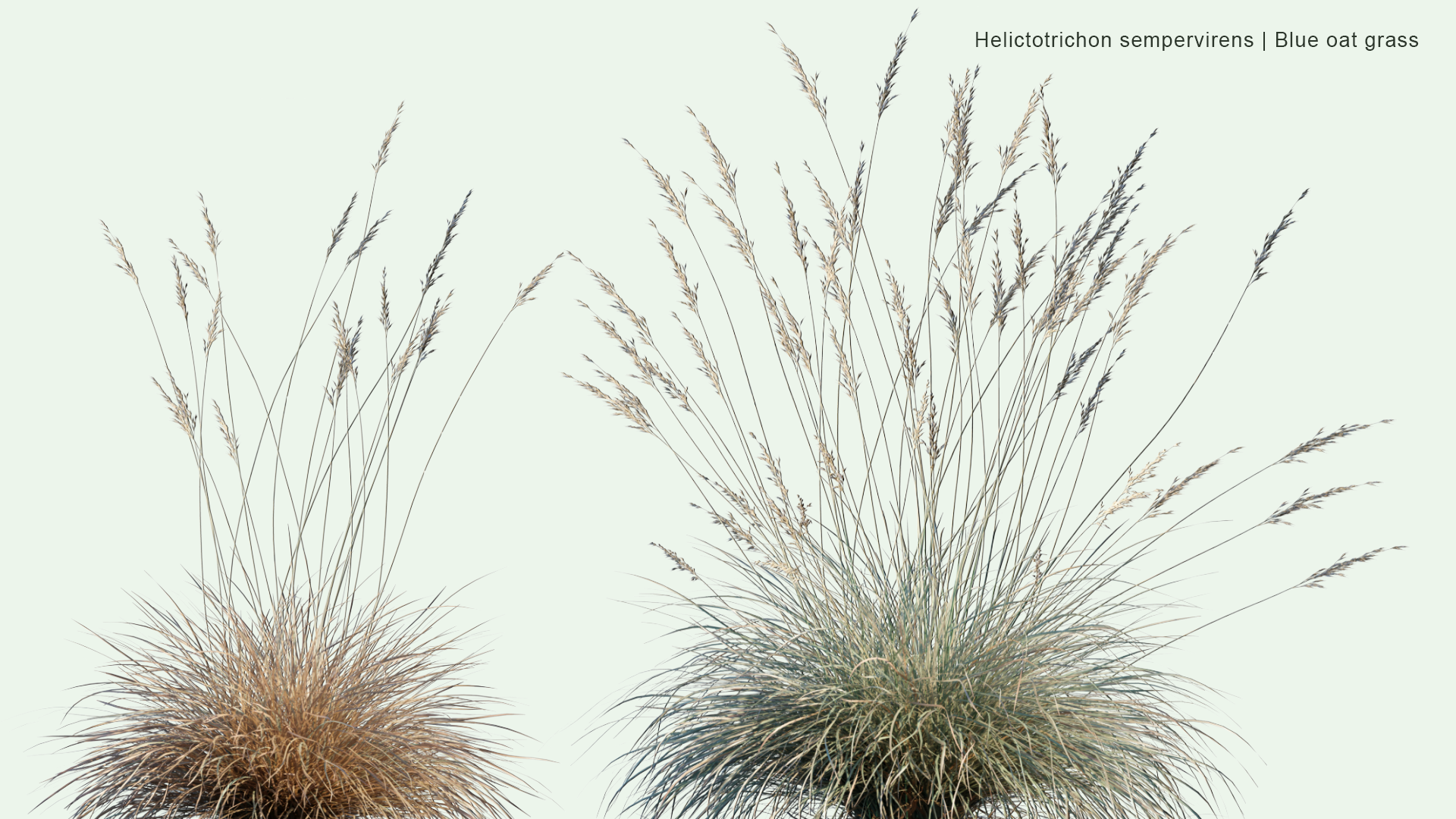 2D Helictotrichon Sempervirens - Blue Oat Grass