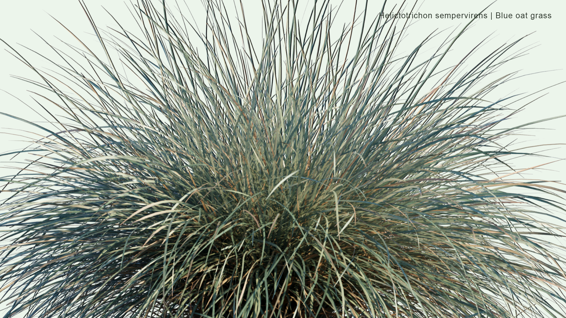 2D Helictotrichon Sempervirens - Blue Oat Grass