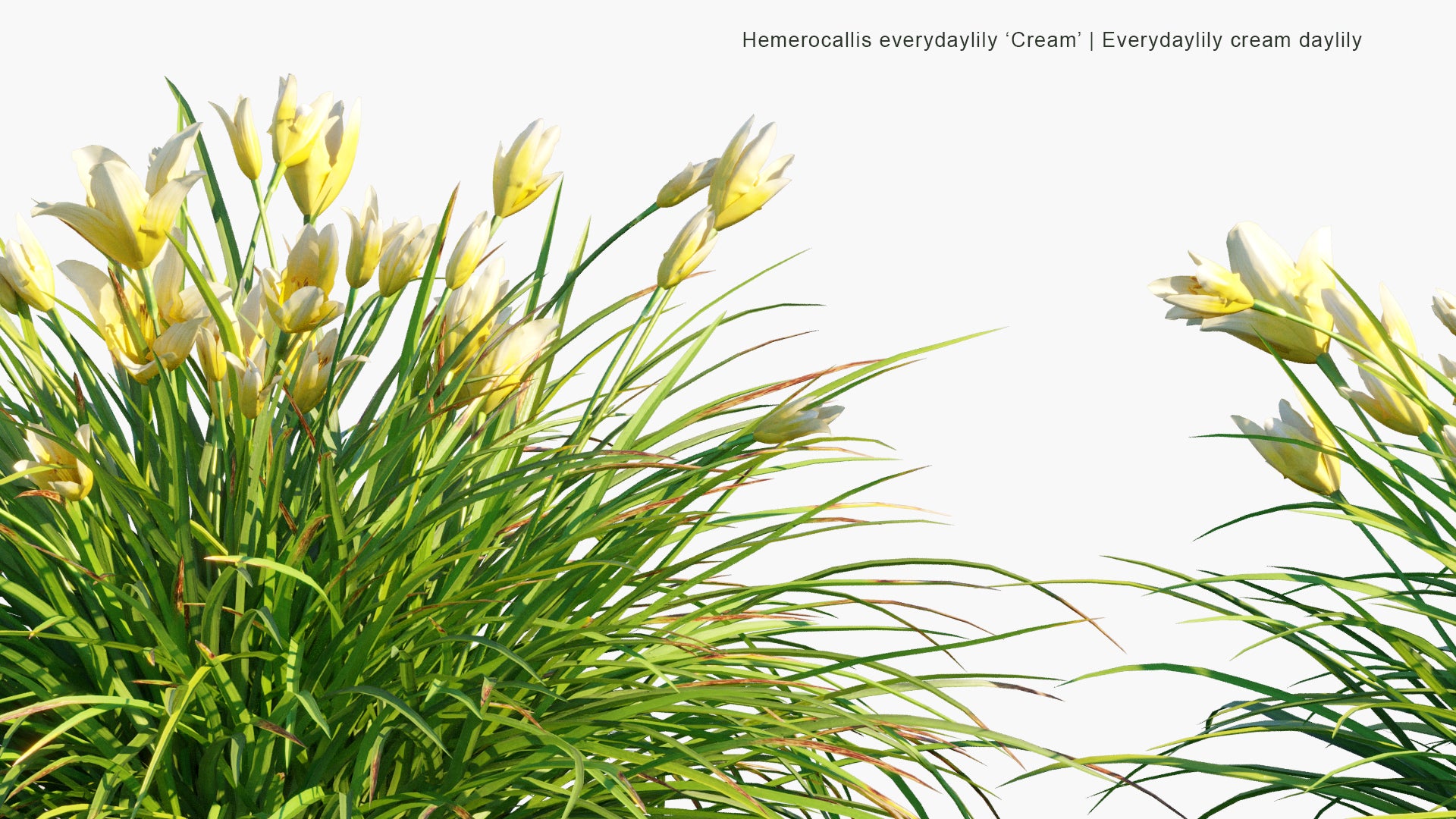Hemerocallis Everydaylily 'Cream' - Everydaylily Cream Daylily