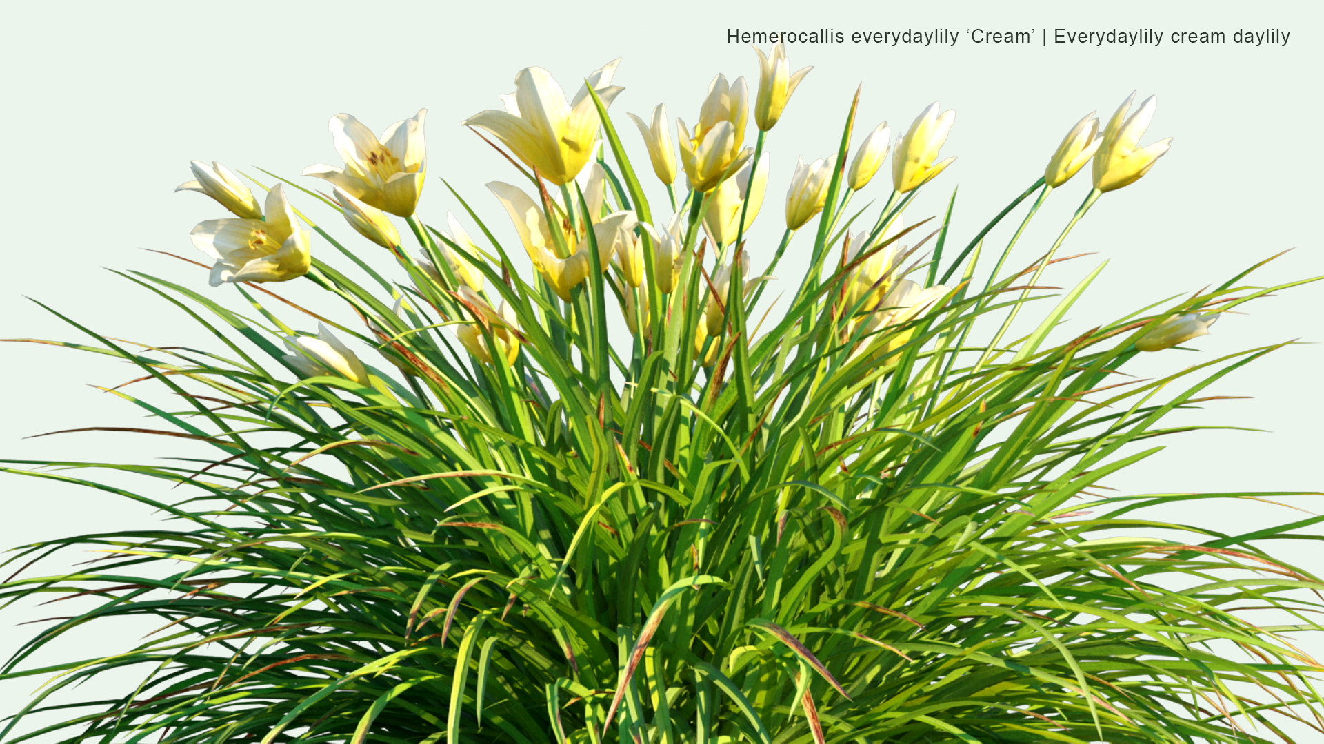 2D Hemerocallis Everydaylily 'Cream' - Everydaylily Cream Daylily