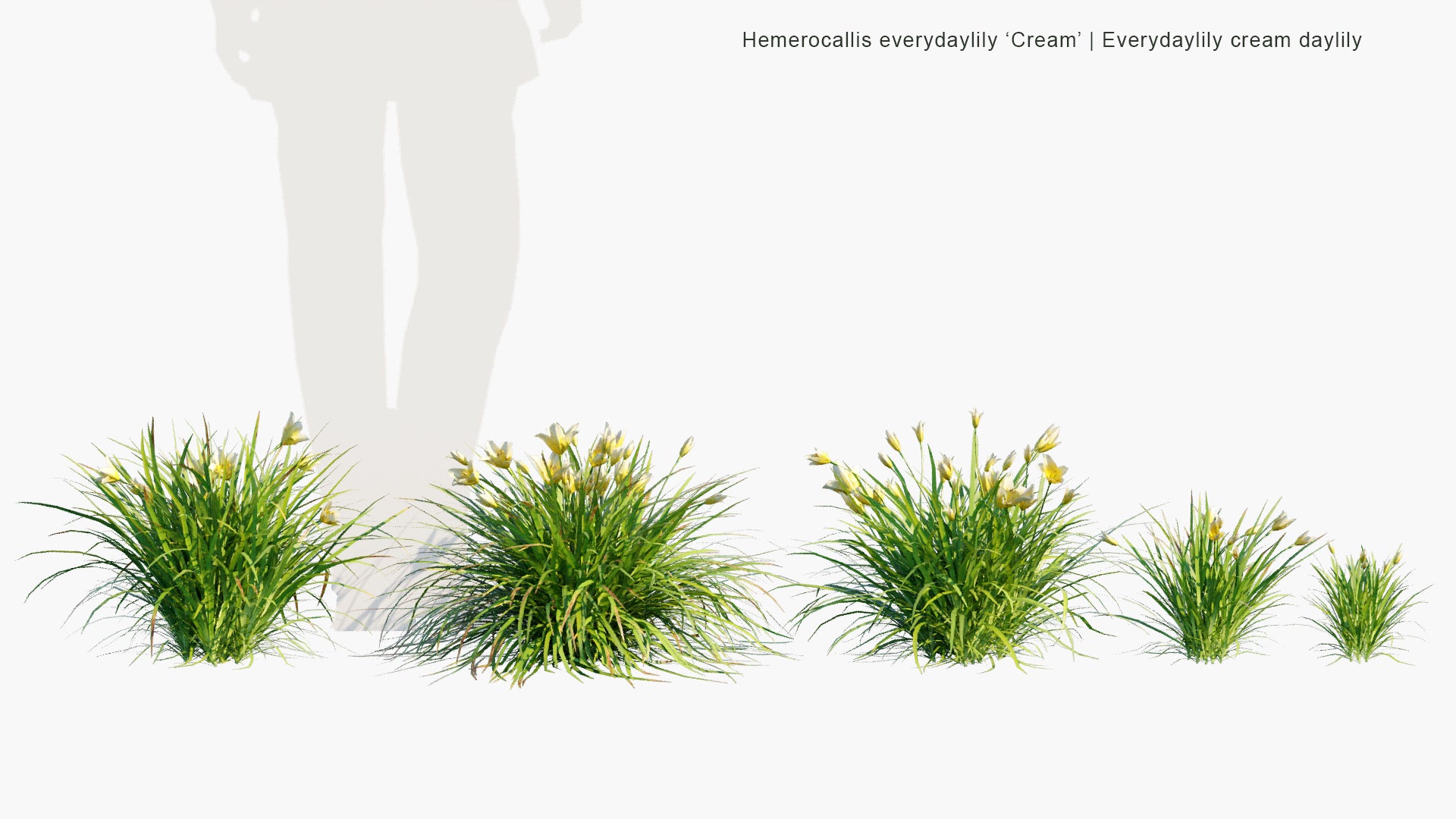 Low Poly Hemerocallis Everydaylily 'Cream' - Everydaylily Cream Daylily (3D Model)