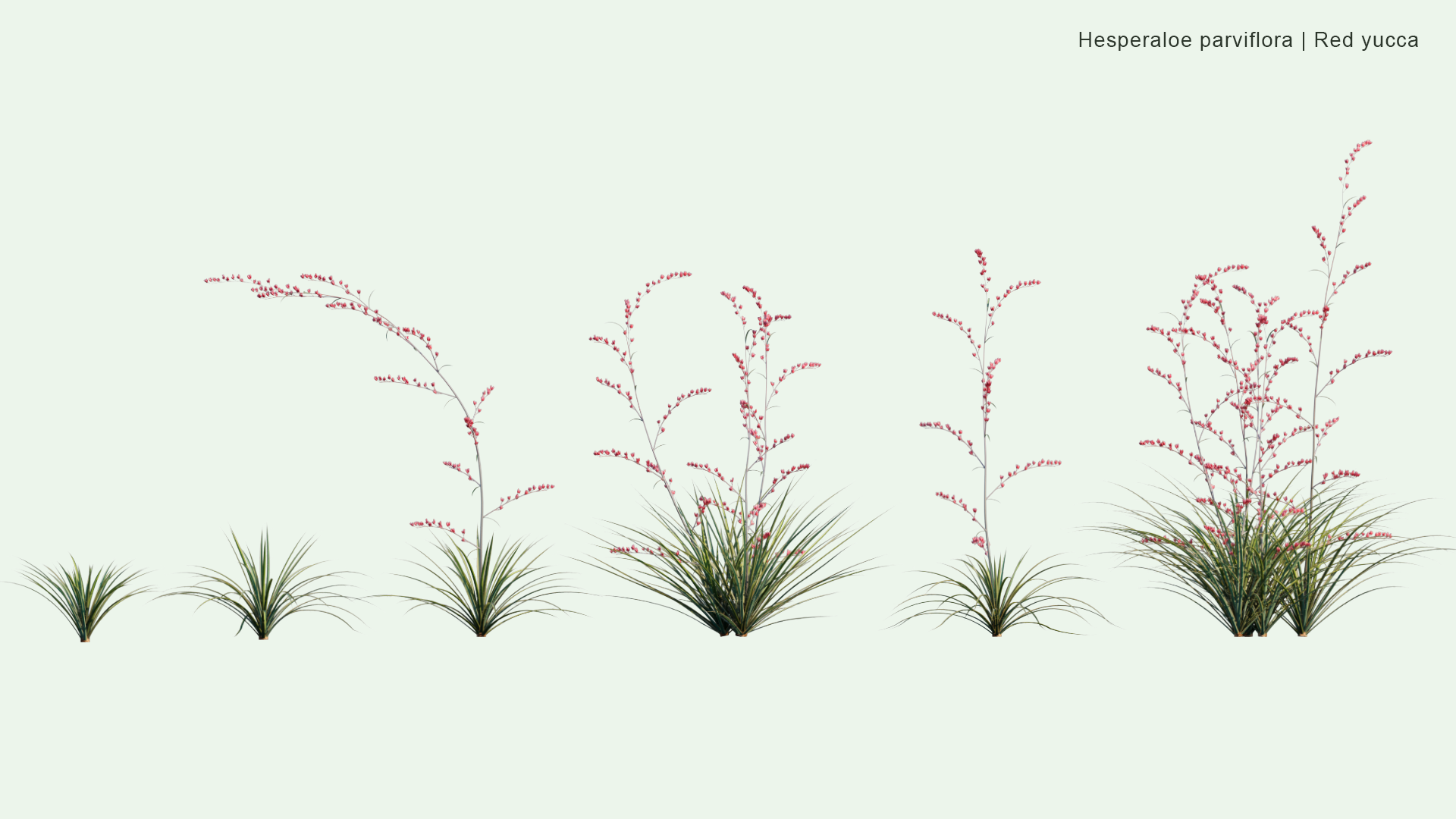 2D Hesperaloe Parviflora - Red Yucca