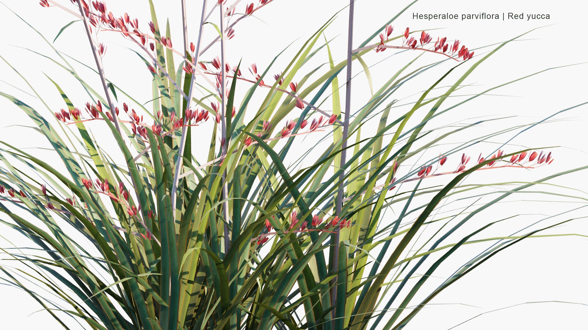 Low Poly Hesperaloe Parviflora - Red Yucca (3D Model)