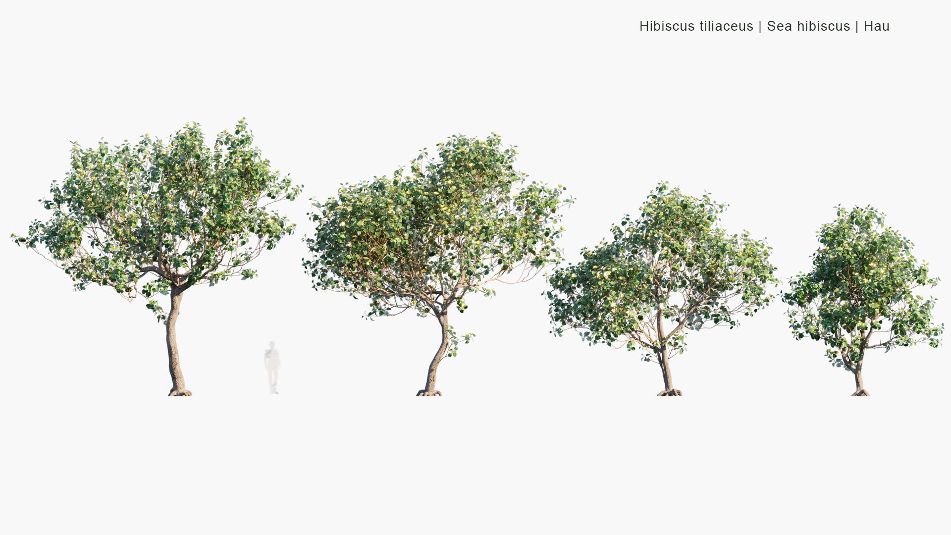 Hibiscus Tiliaceus 3D Model