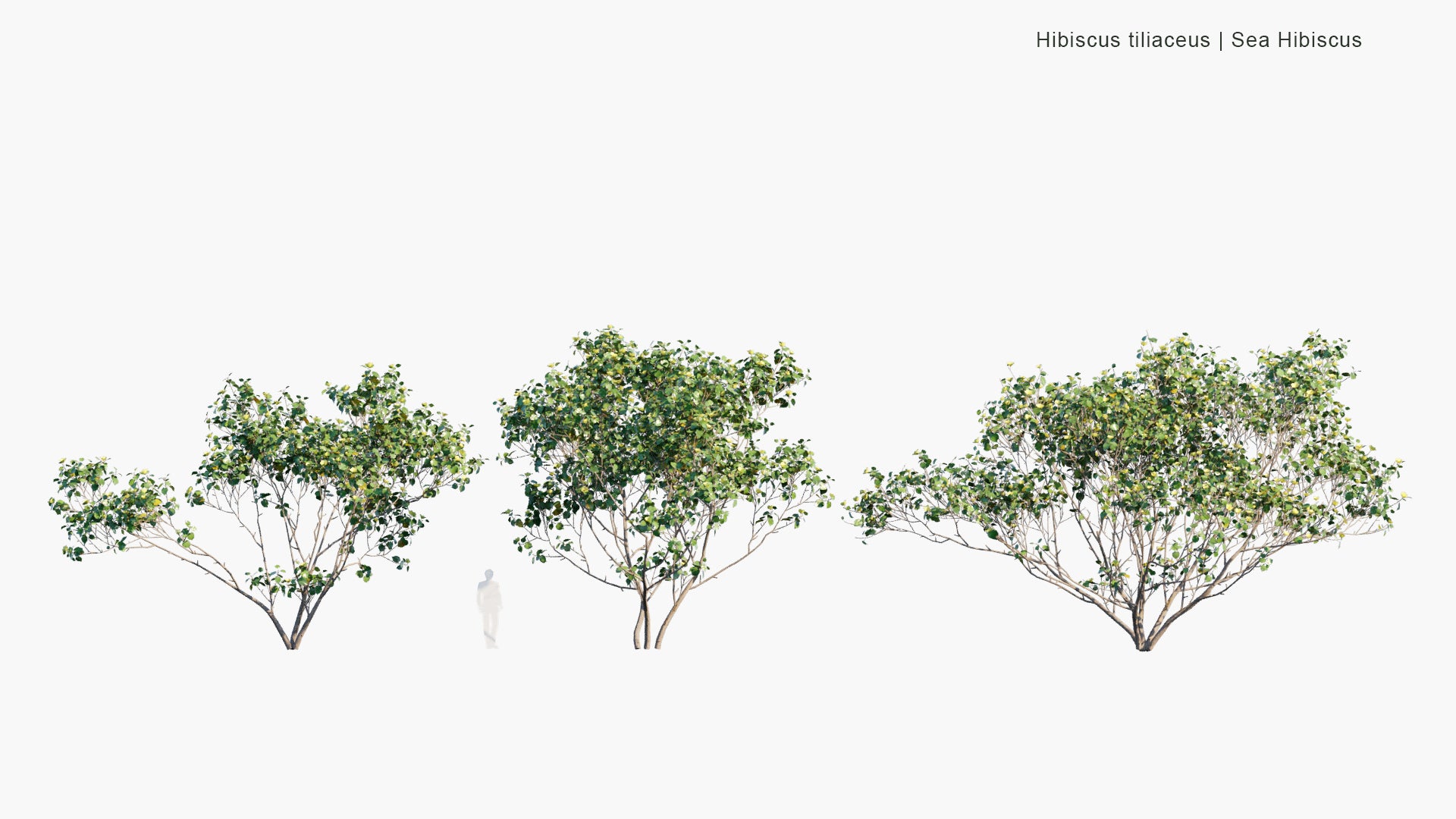 Low Poly Hibiscus Tiliaceus - Sea Hibiscus, Coast Cottonwood, Hau (3D Model)