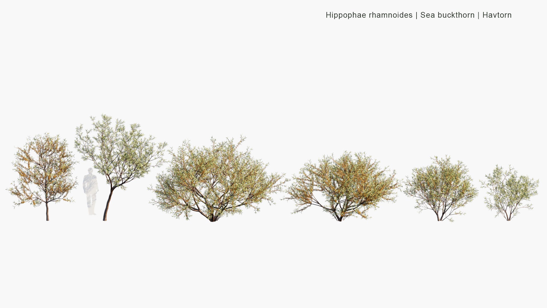 Low Poly Hippophae Rhamnoides - Sea Buckthorn, Havtorn (3D Model)