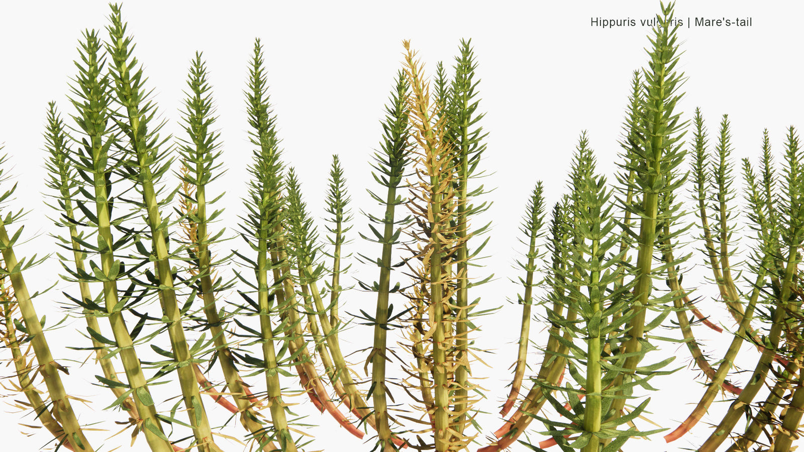 Low Poly | Hippuris Vulgaris - Mare's-Tail