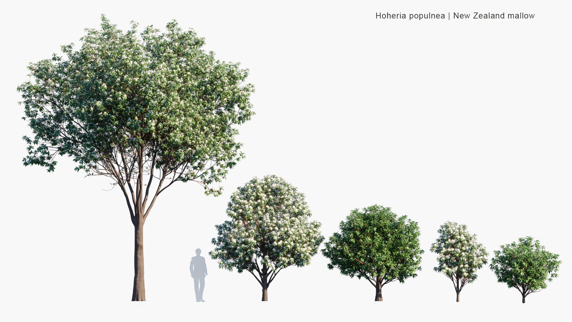 Hoheria Populnea - New Zealand Mallow, Lacebark, Houhere (3D Model)