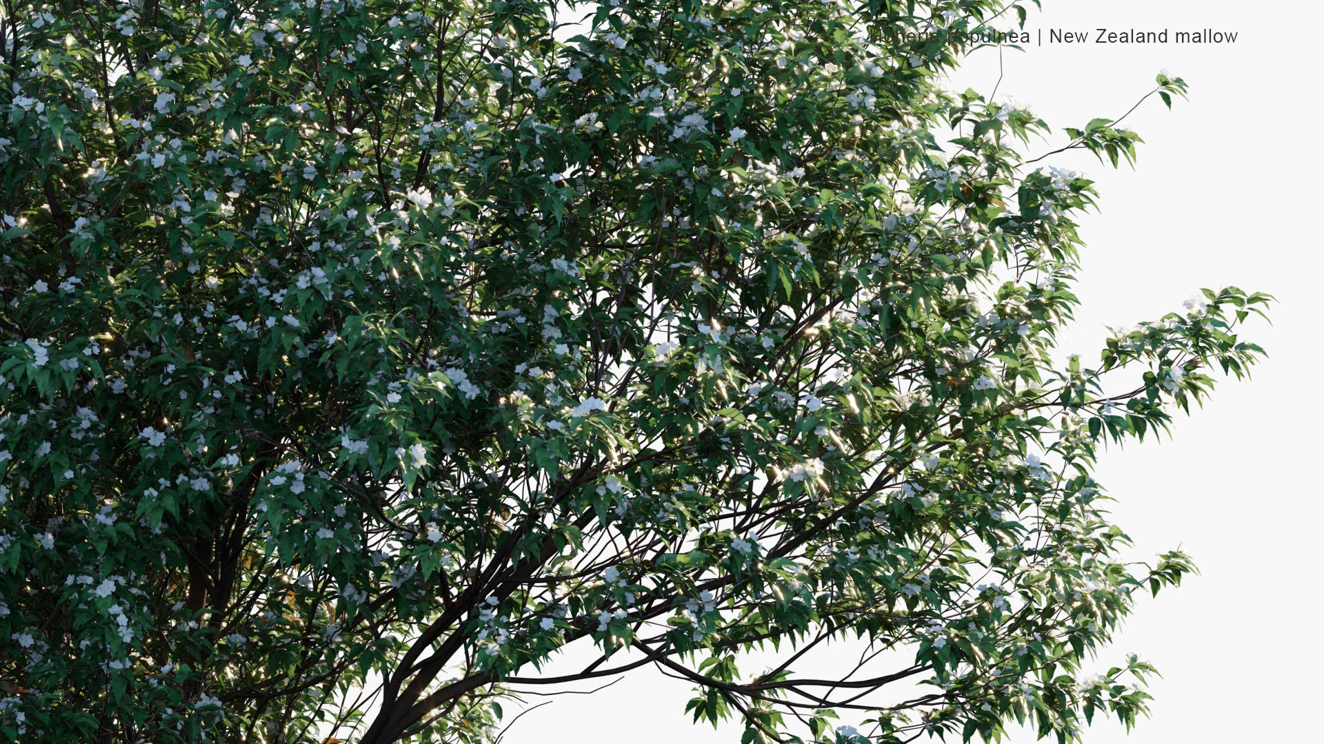 Hoheria Populnea - New Zealand Mallow, Lacebark, Houhere (3D Model)