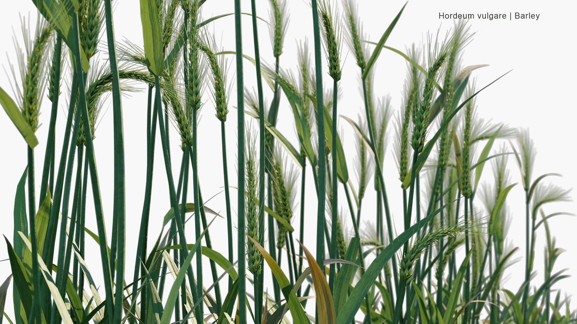 Hordeum Vulgare - Barley