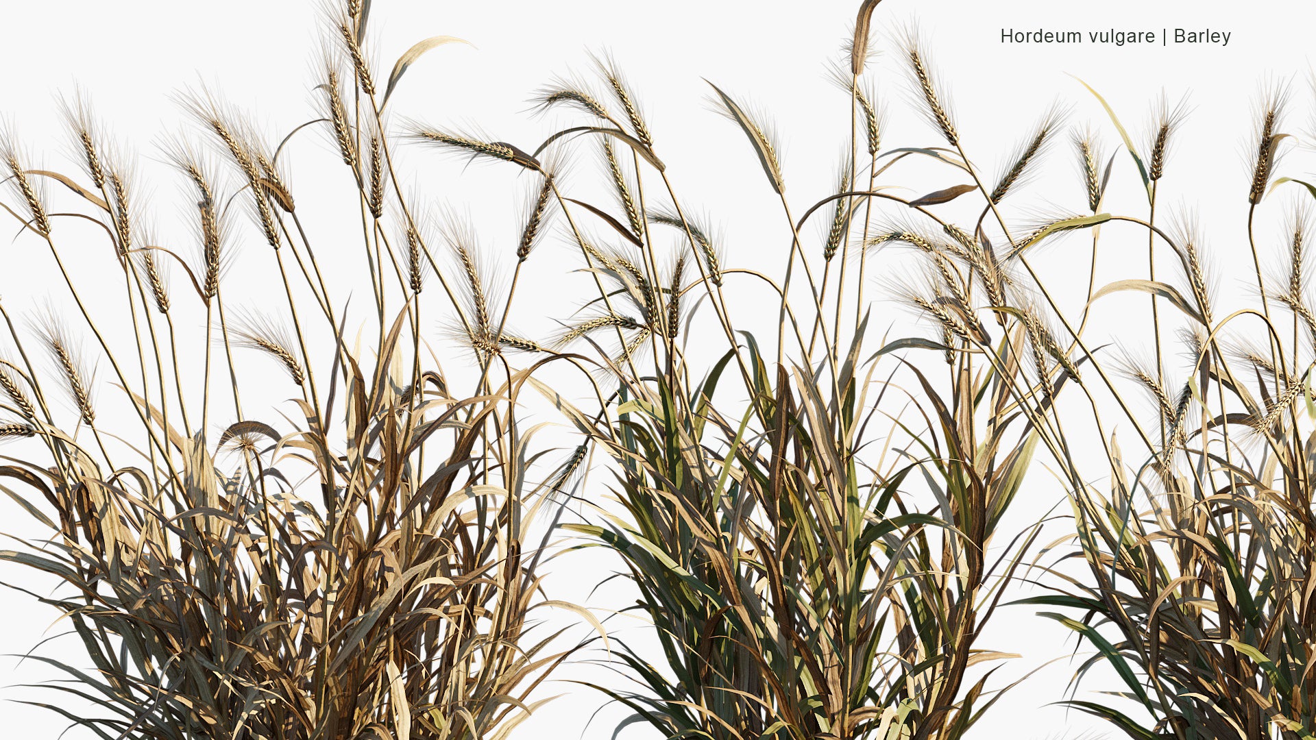 Hordeum Vulgare - Barley