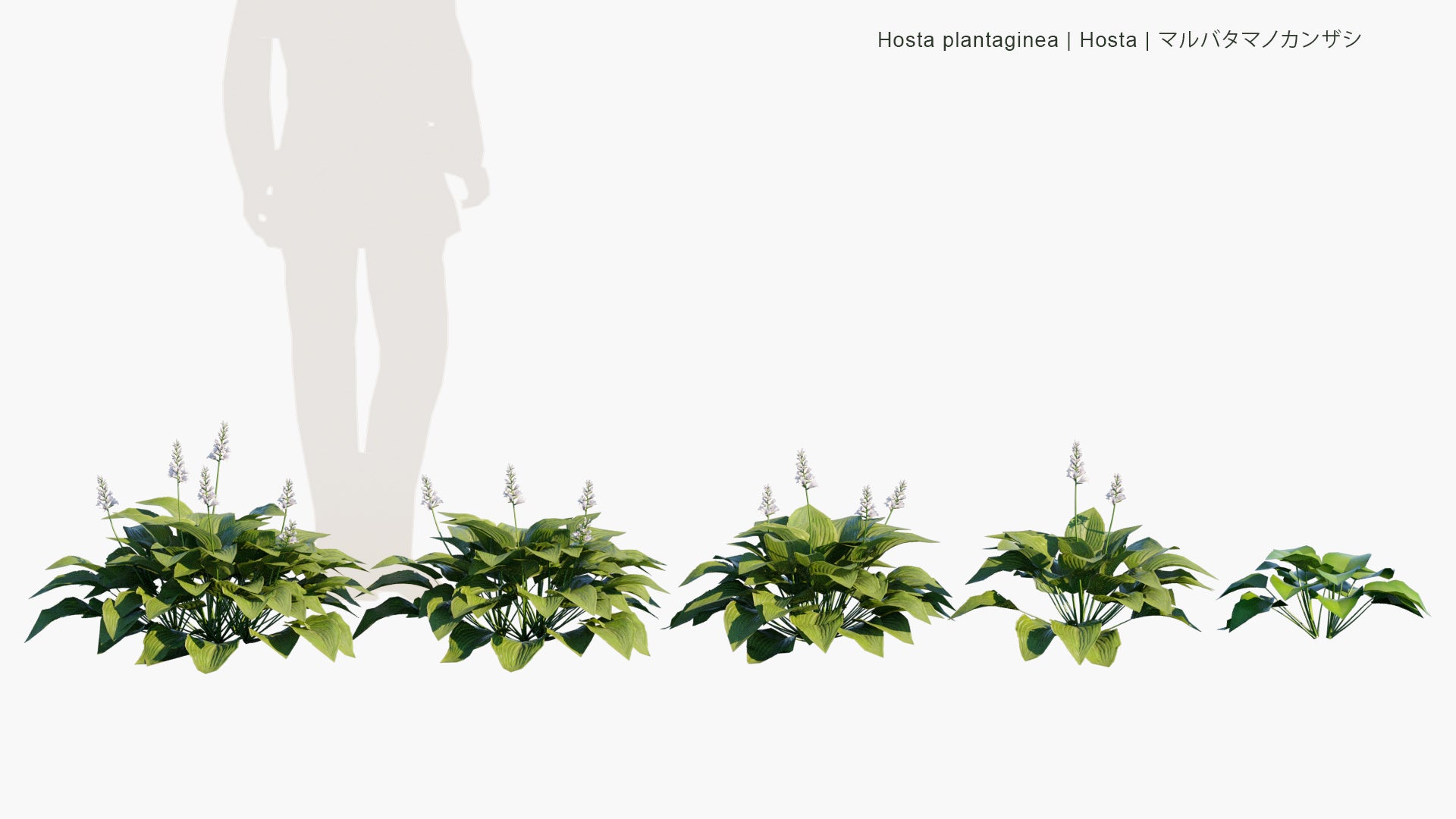 Low Poly Hosta Plantaginea - Hosta (3D Model)