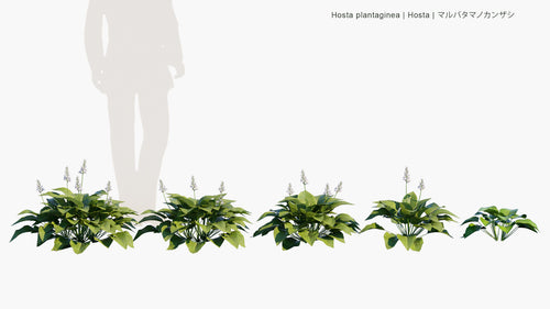 Hosta Plantaginea 