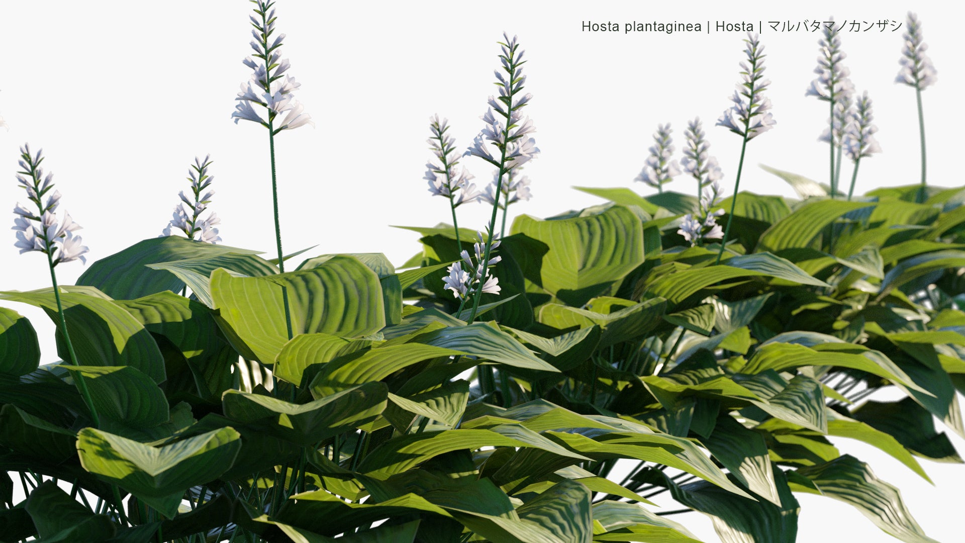 Low Poly Hosta Plantaginea - Hosta (3D Model)
