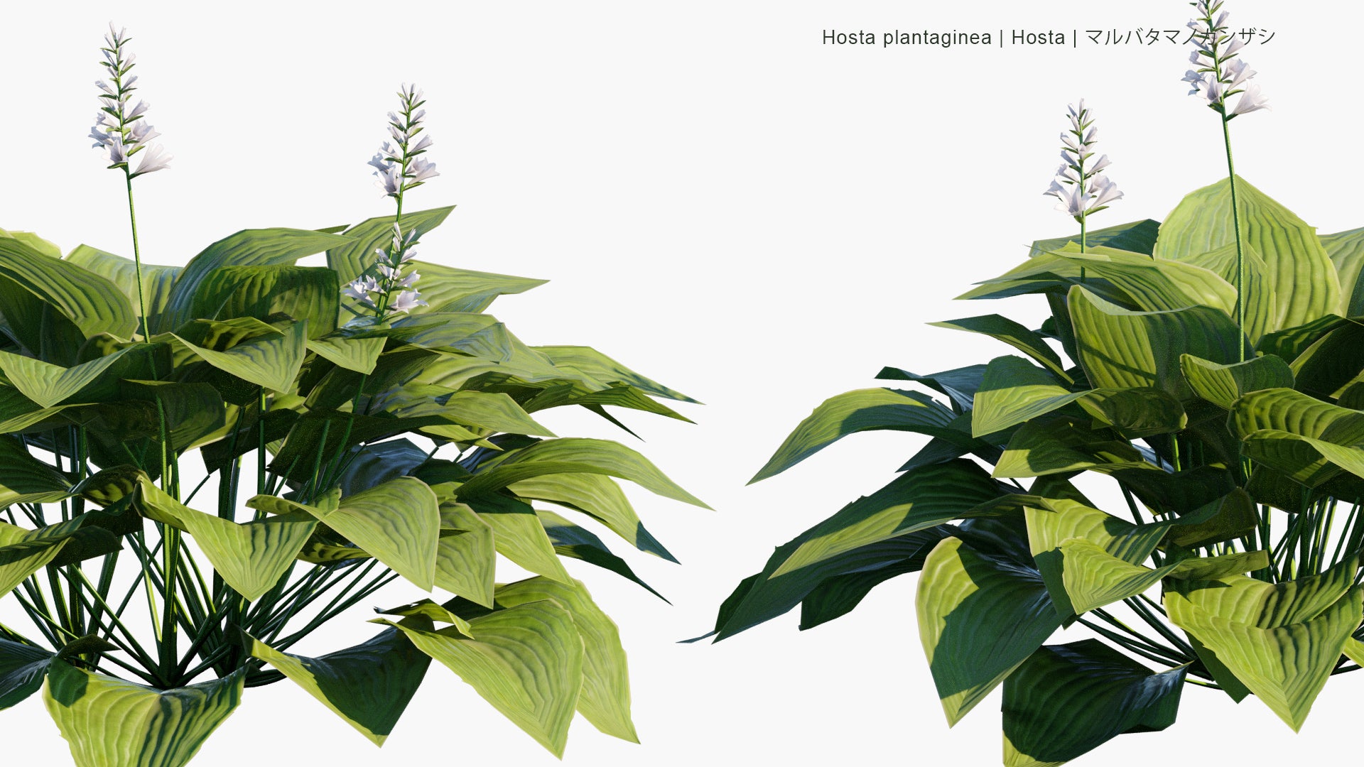 Low Poly Hosta Plantaginea - Hosta (3D Model)