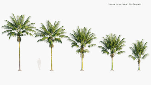 Howea Forsteriana