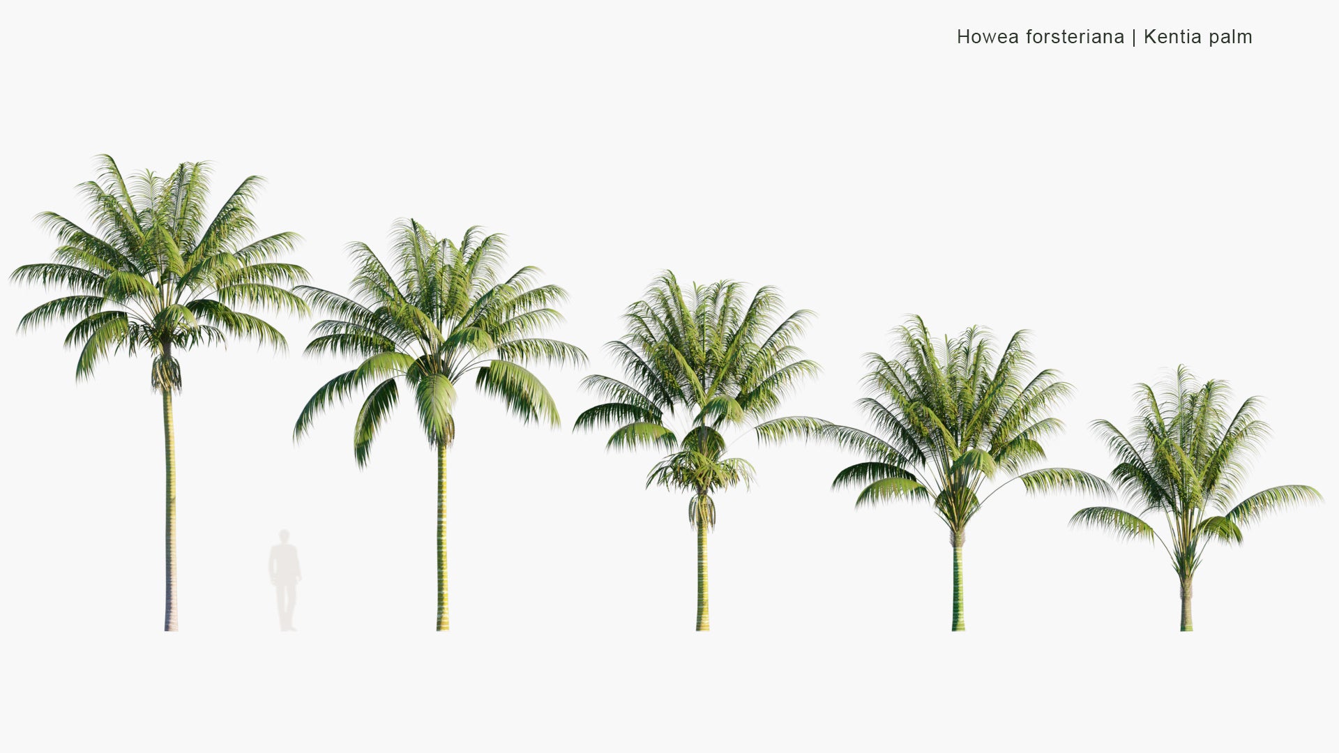 Low Poly Howea Forsteriana - Kentia Palm, Thatch Palm, Palm Court Palm (3D Model)