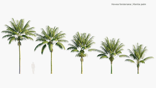 Howea Forsteriana