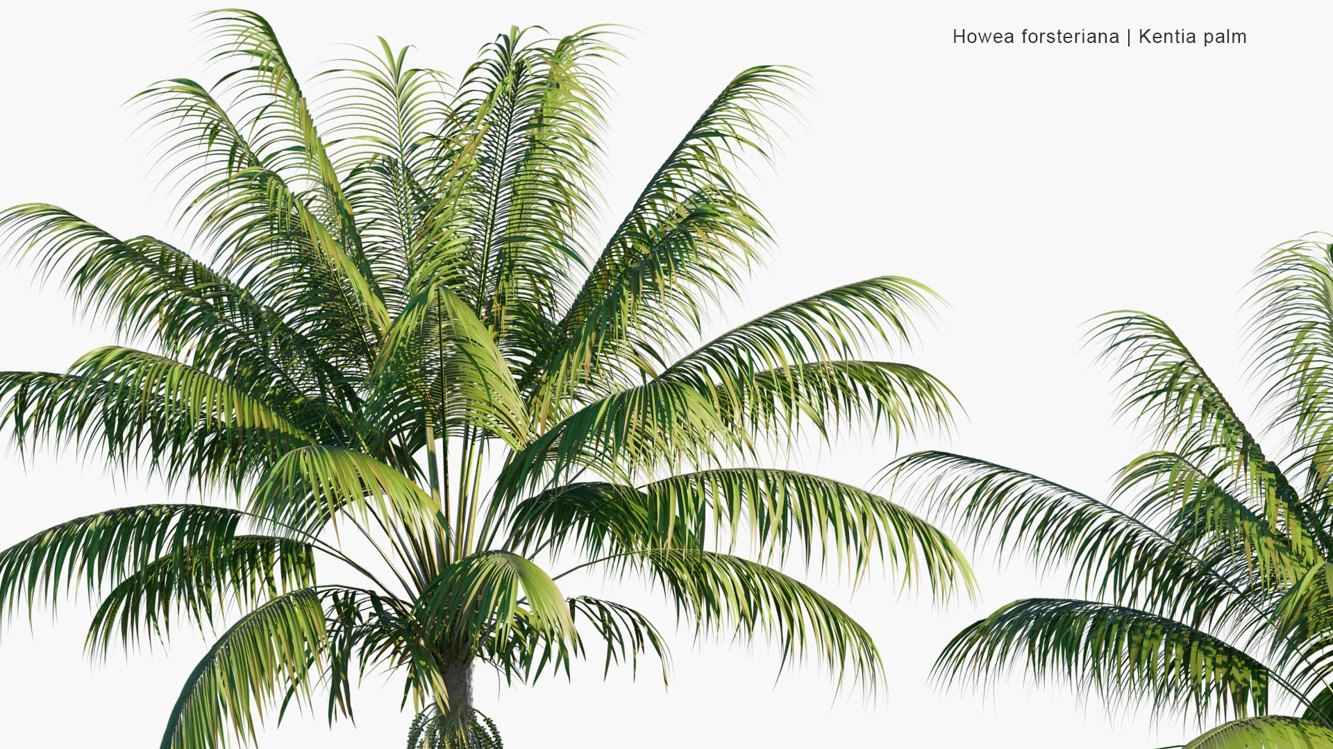 Low Poly Howea Forsteriana - Kentia Palm, Thatch Palm, Palm Court Palm (3D Model)