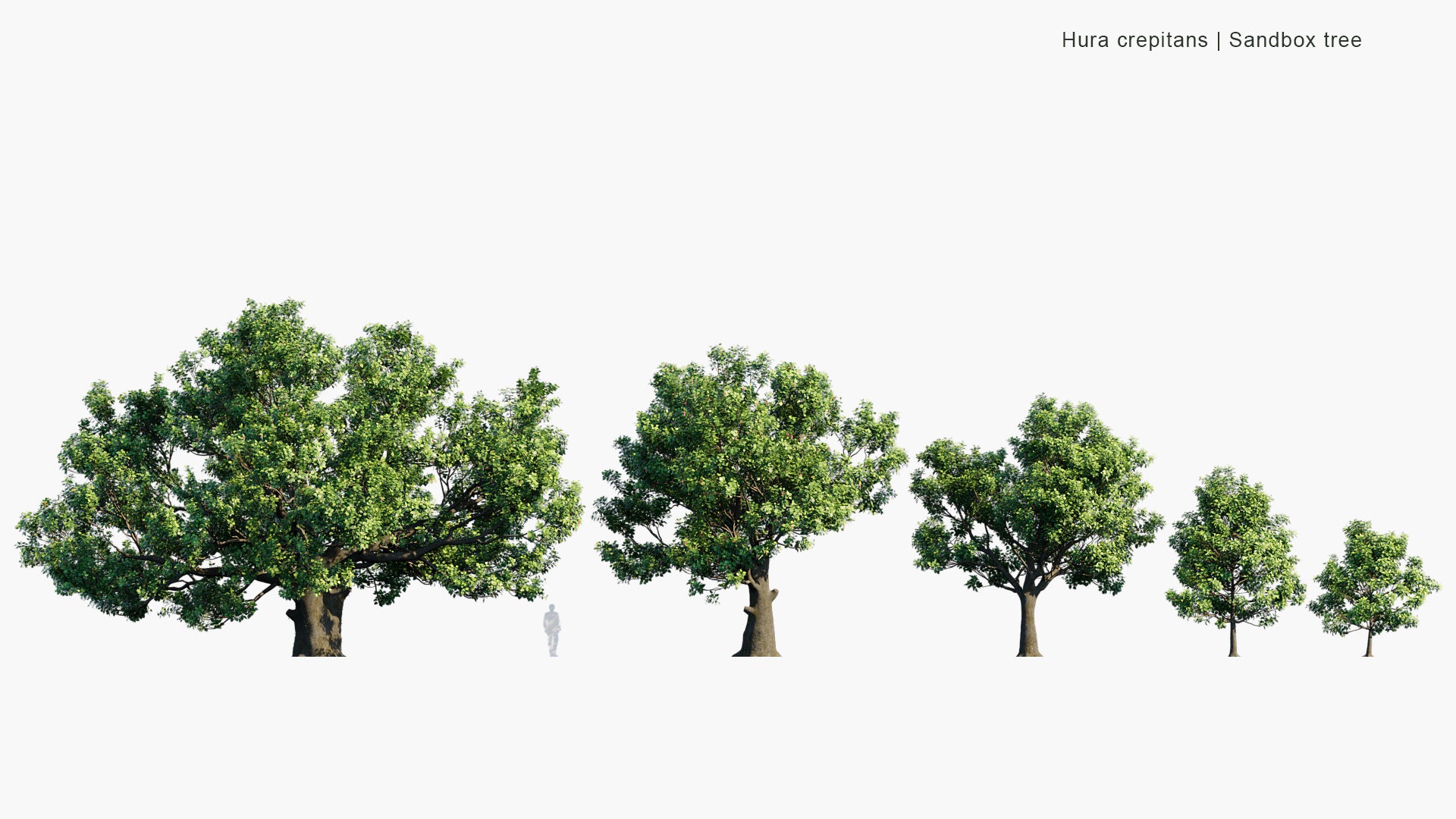 Hura Crepitans - Sandbox Tree, Possumwood, Monkey No-climb, Assacu (3D Model)