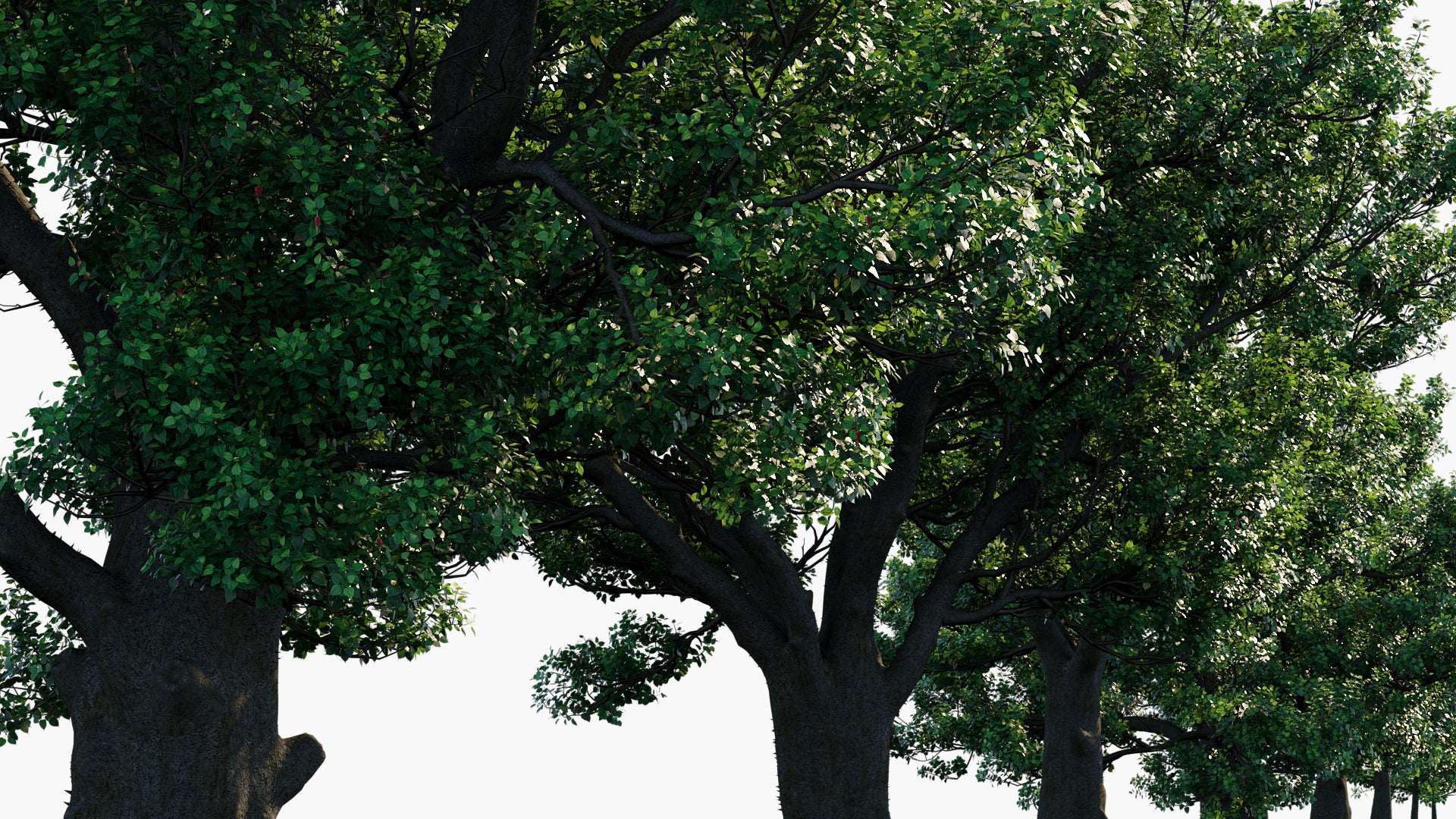 Hura Crepitans - Sandbox Tree, Possumwood, Monkey No-climb, Assacu (3D Model)
