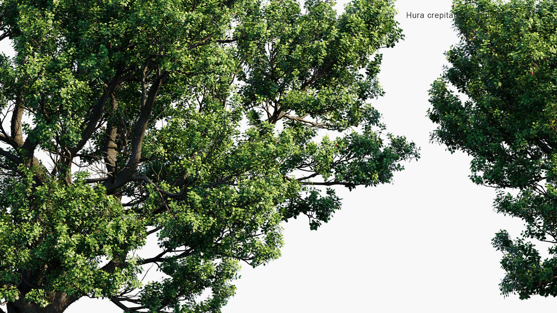 Hura Crepitans - Sandbox Tree, Possumwood, Monkey No-climb, Assacu (3D Model)