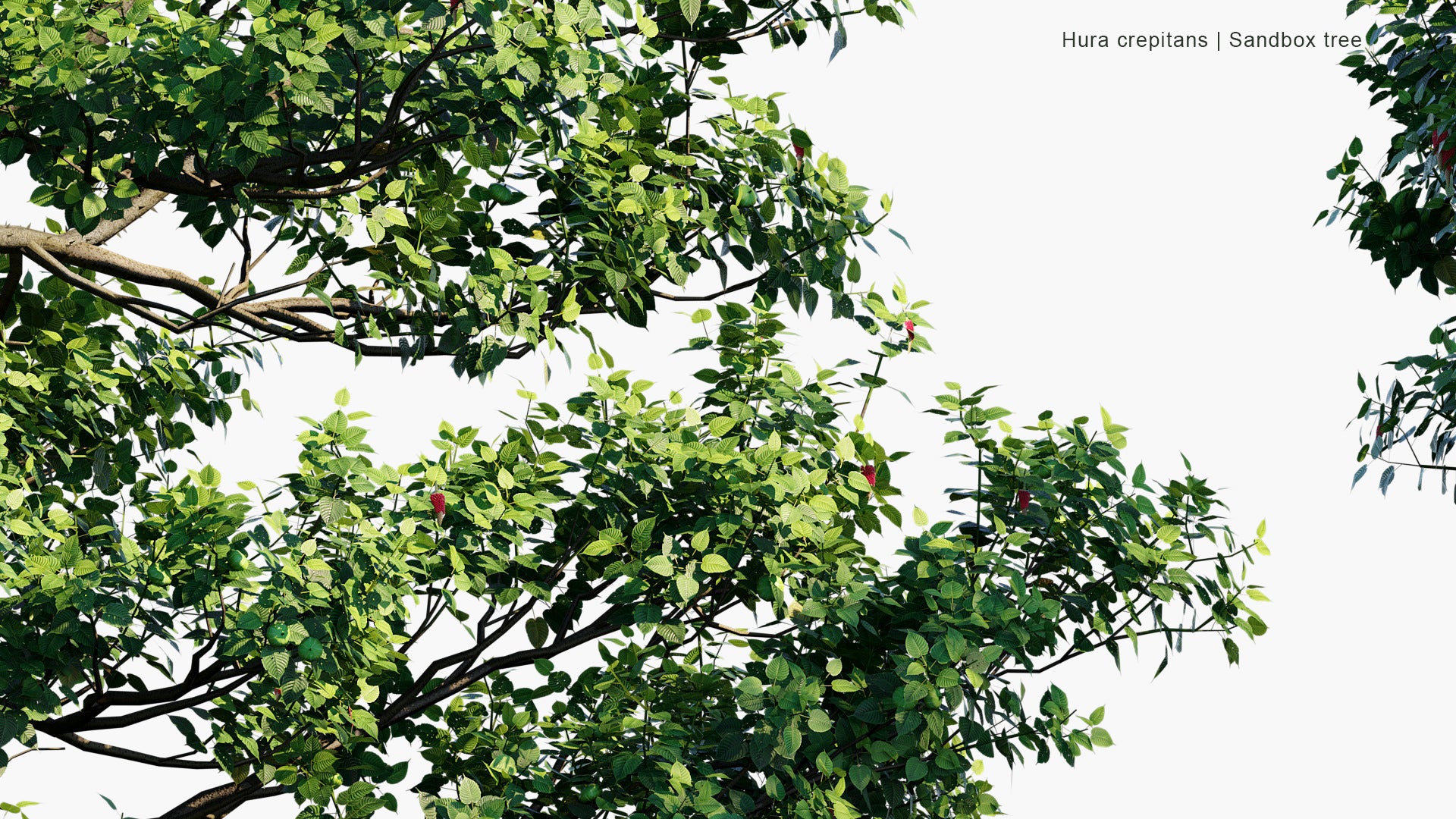 Hura Crepitans - Sandbox Tree, Possumwood, Monkey No-climb, Assacu (3D Model)