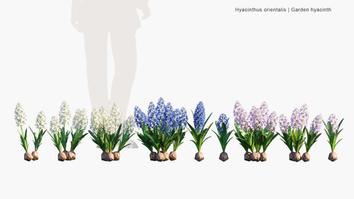 Hyacinthus Orientalis 