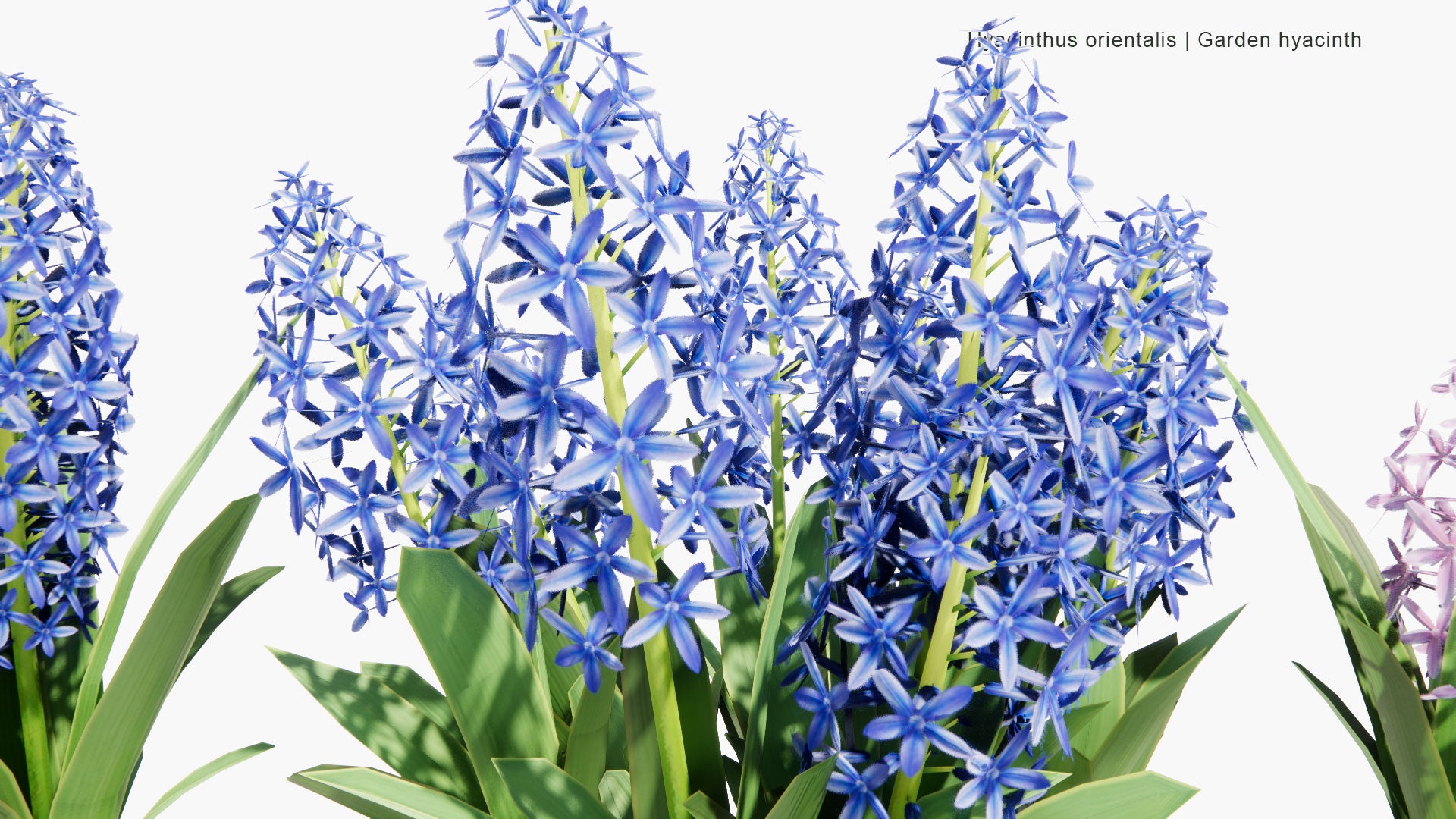 Low Poly Hyacinthus Orientalis - Garden Hyacinth (3D Model)