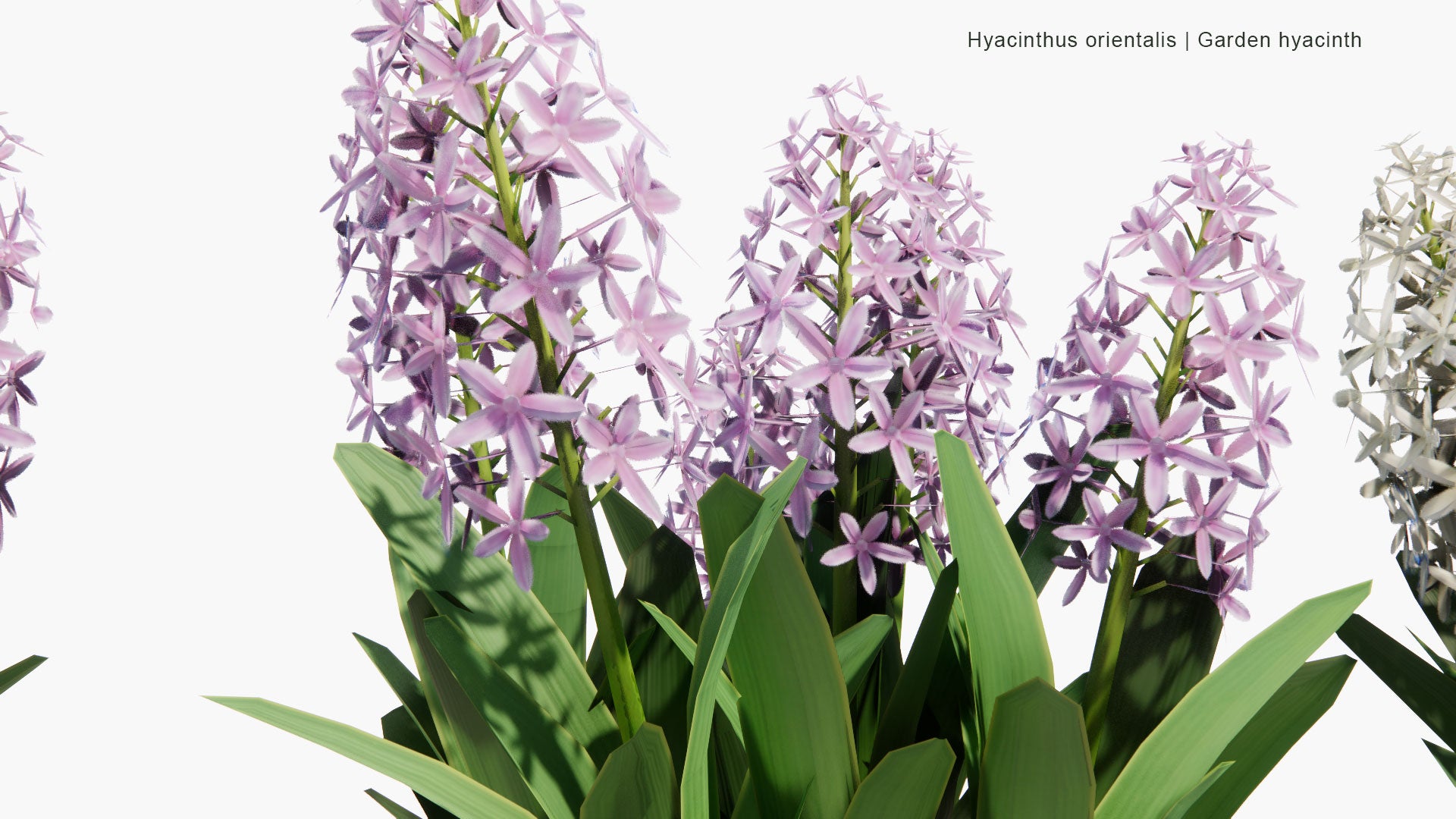 Low Poly Hyacinthus Orientalis - Garden Hyacinth (3D Model)