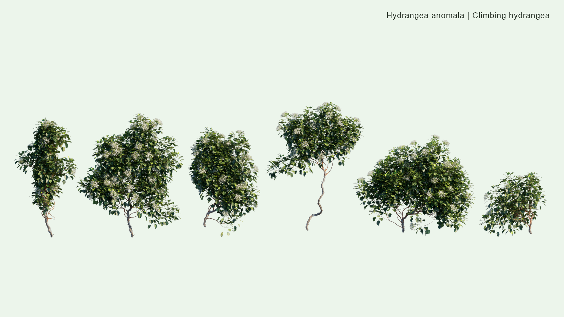 2D Hydrangea Anomala - Climbing Hydangea