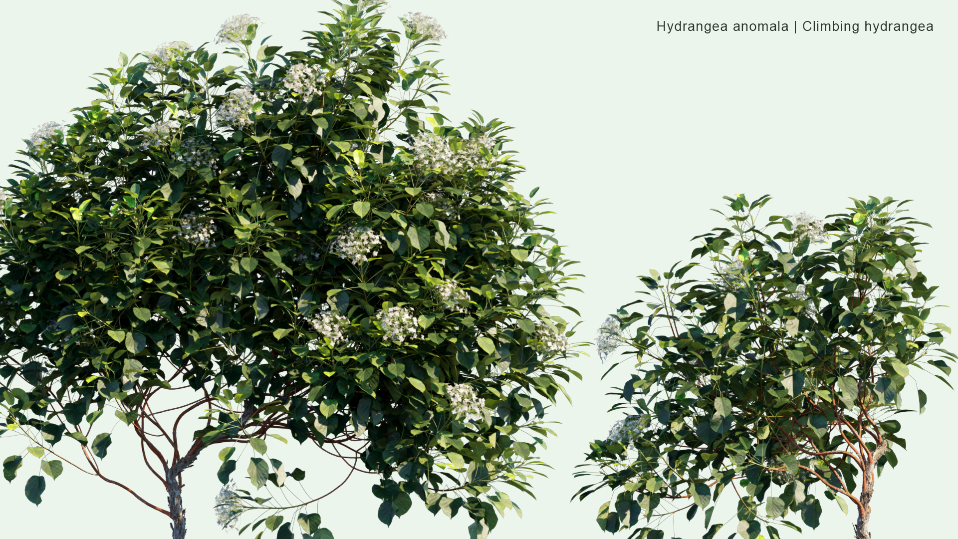 2D Hydrangea Anomala - Climbing Hydangea
