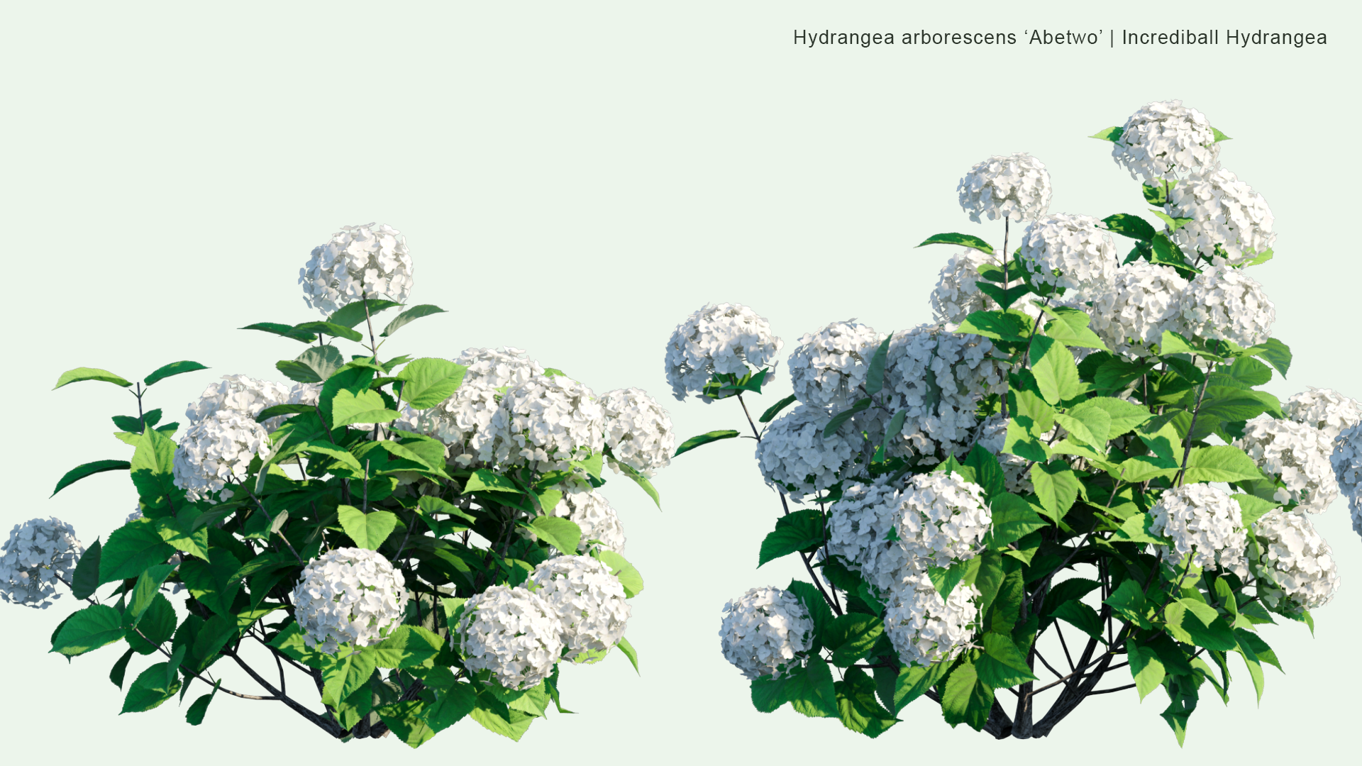 2D Hydrangea Arborescens 'Abetwo' - Incrediball Hydrangea